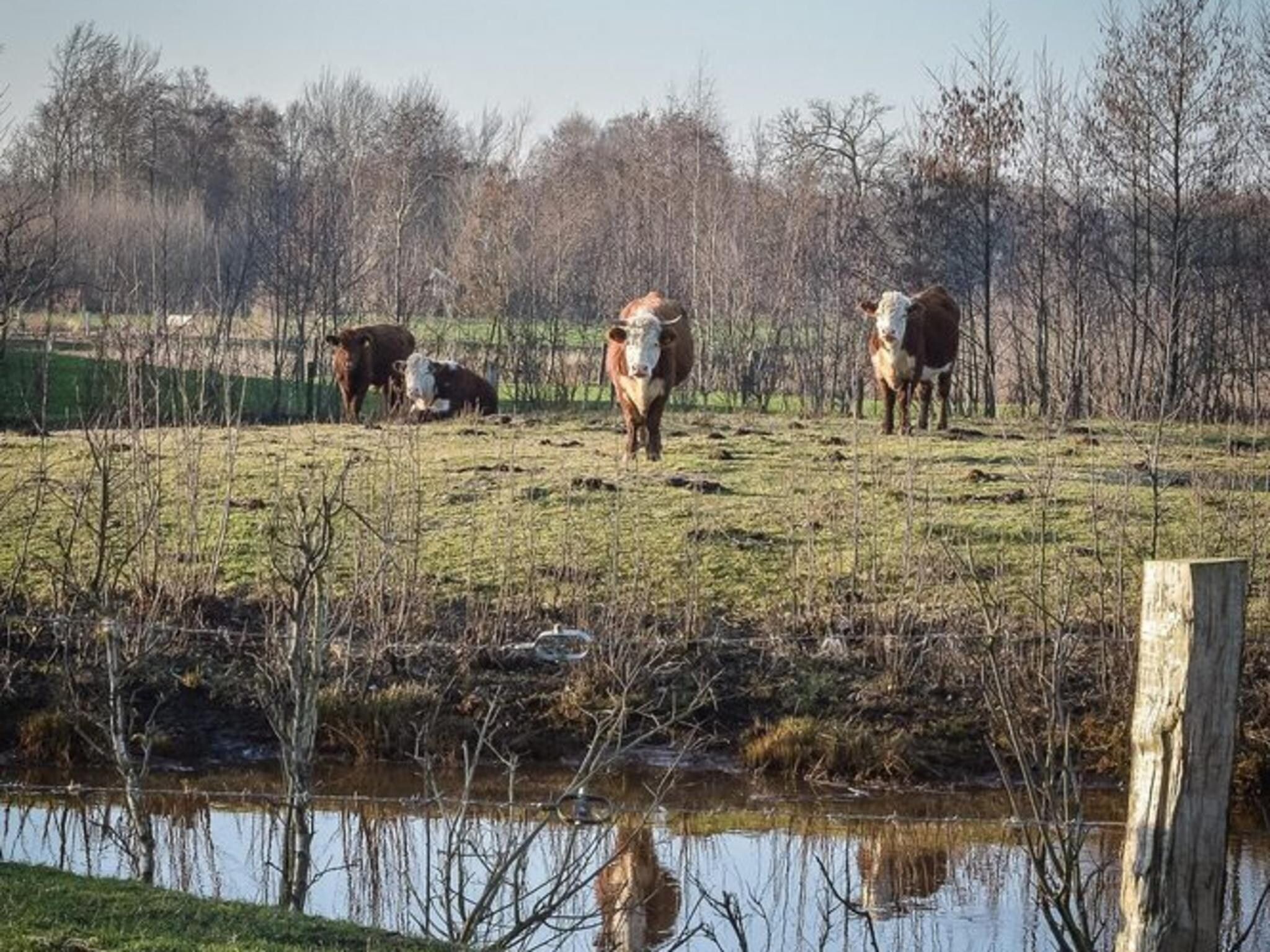De omgeving van Group accommodation (7x Happy Oak Lodge 28p) in Zuna
