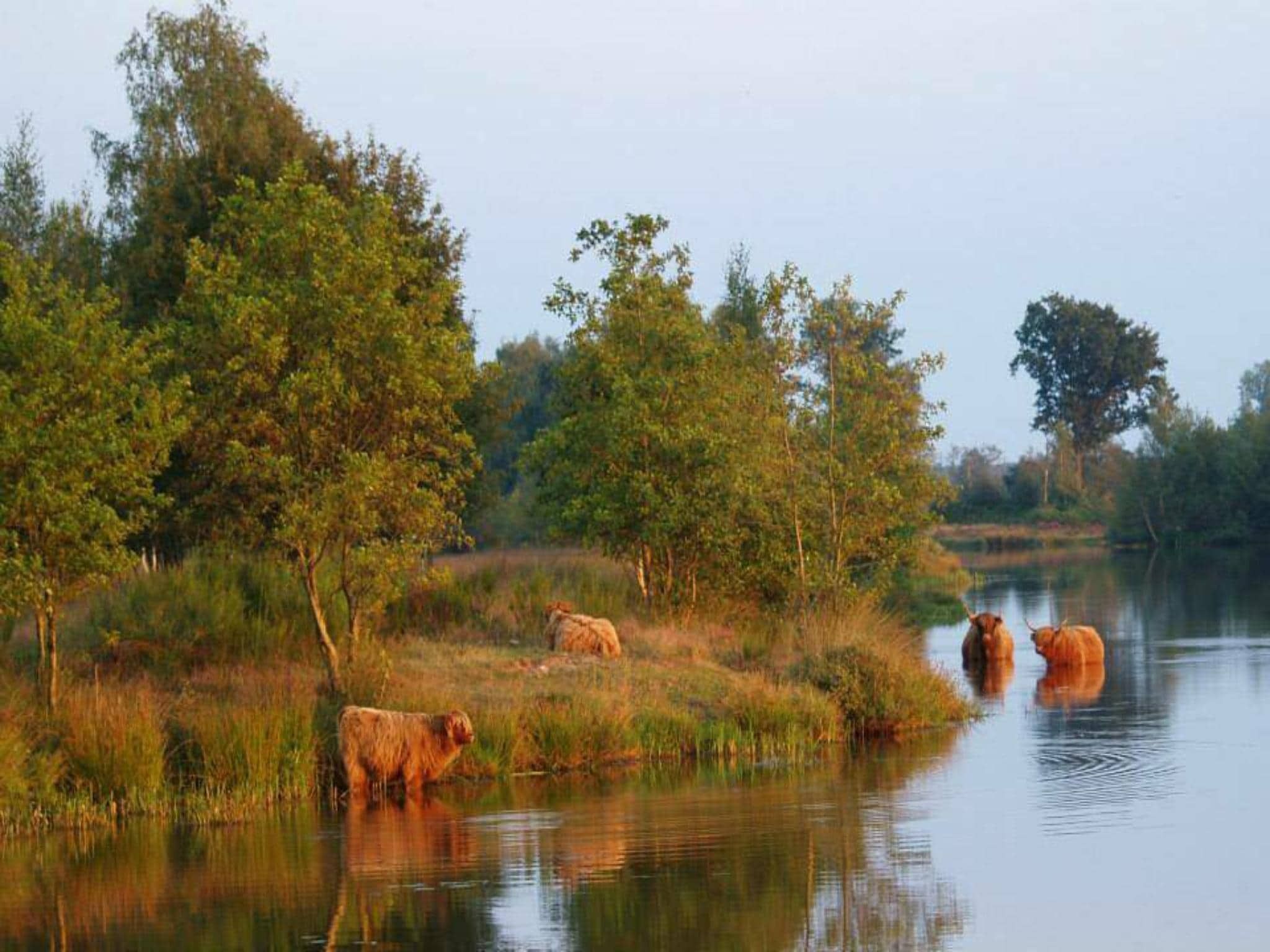 De omgeving van Cosy Lodge | 6 persoons in Balkbrug