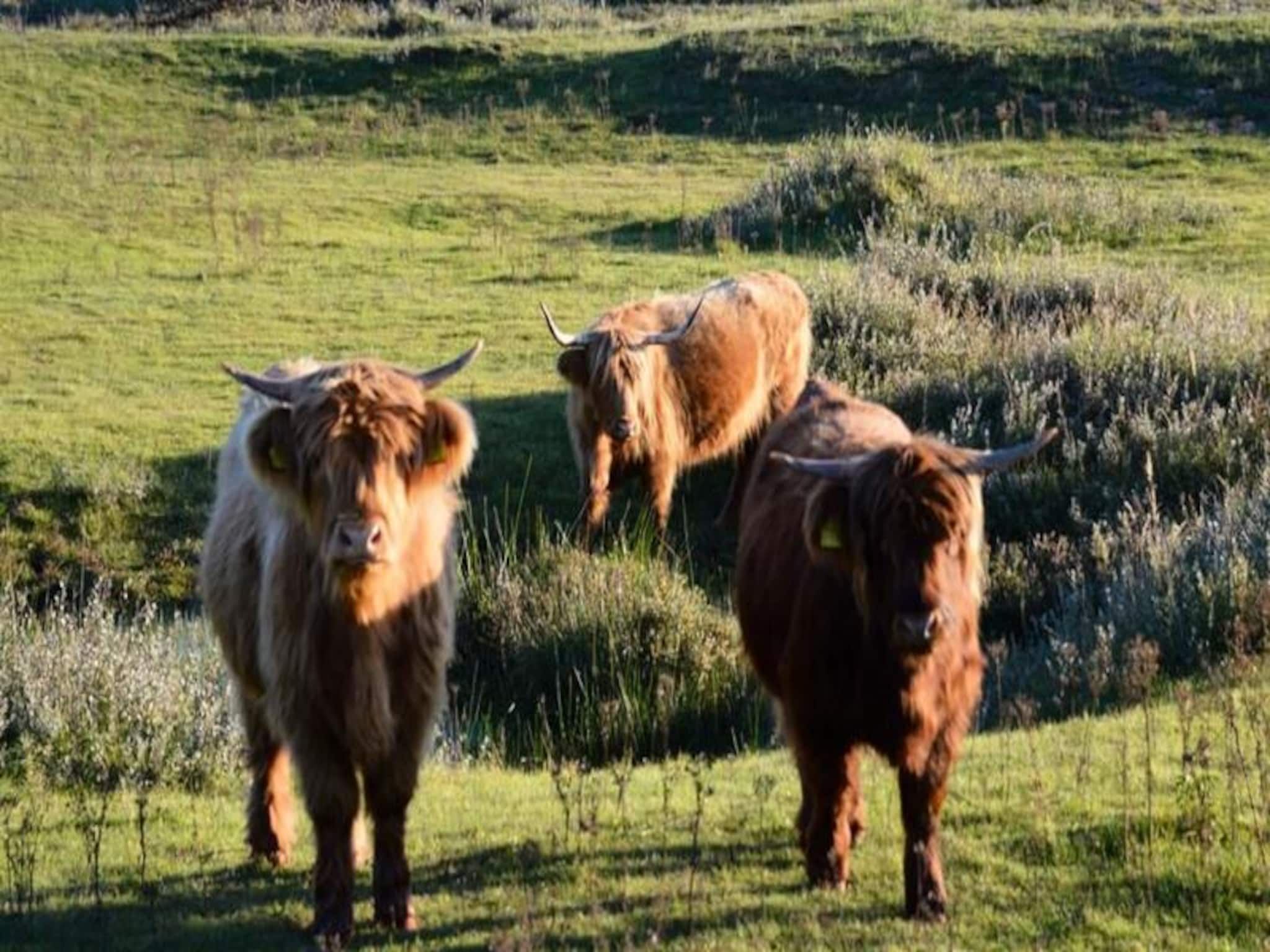 Cute Beach House in Zandvoort - Foto 30 van 30