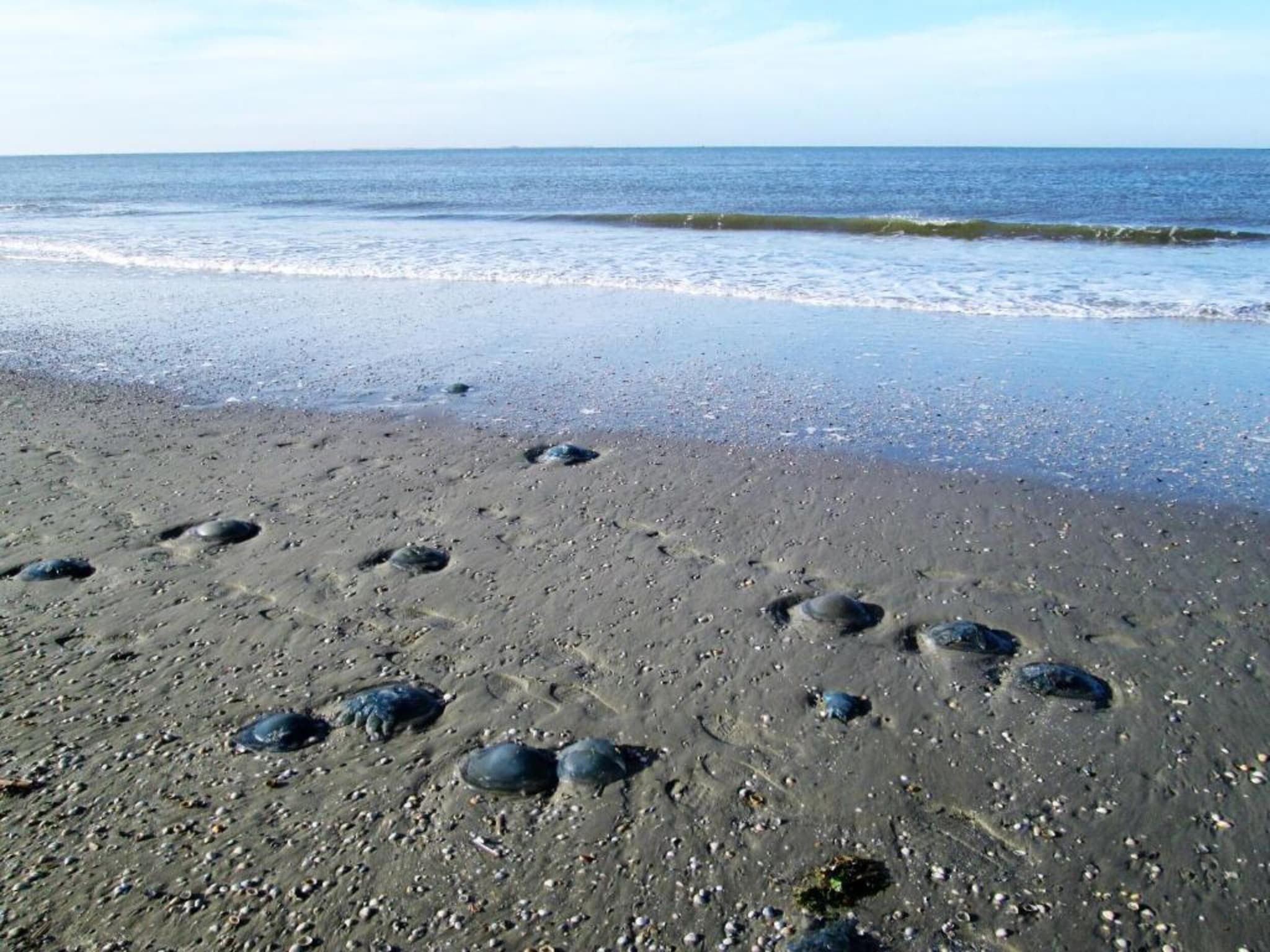 Comfort Chalet in Hollum - Foto 32 van 35