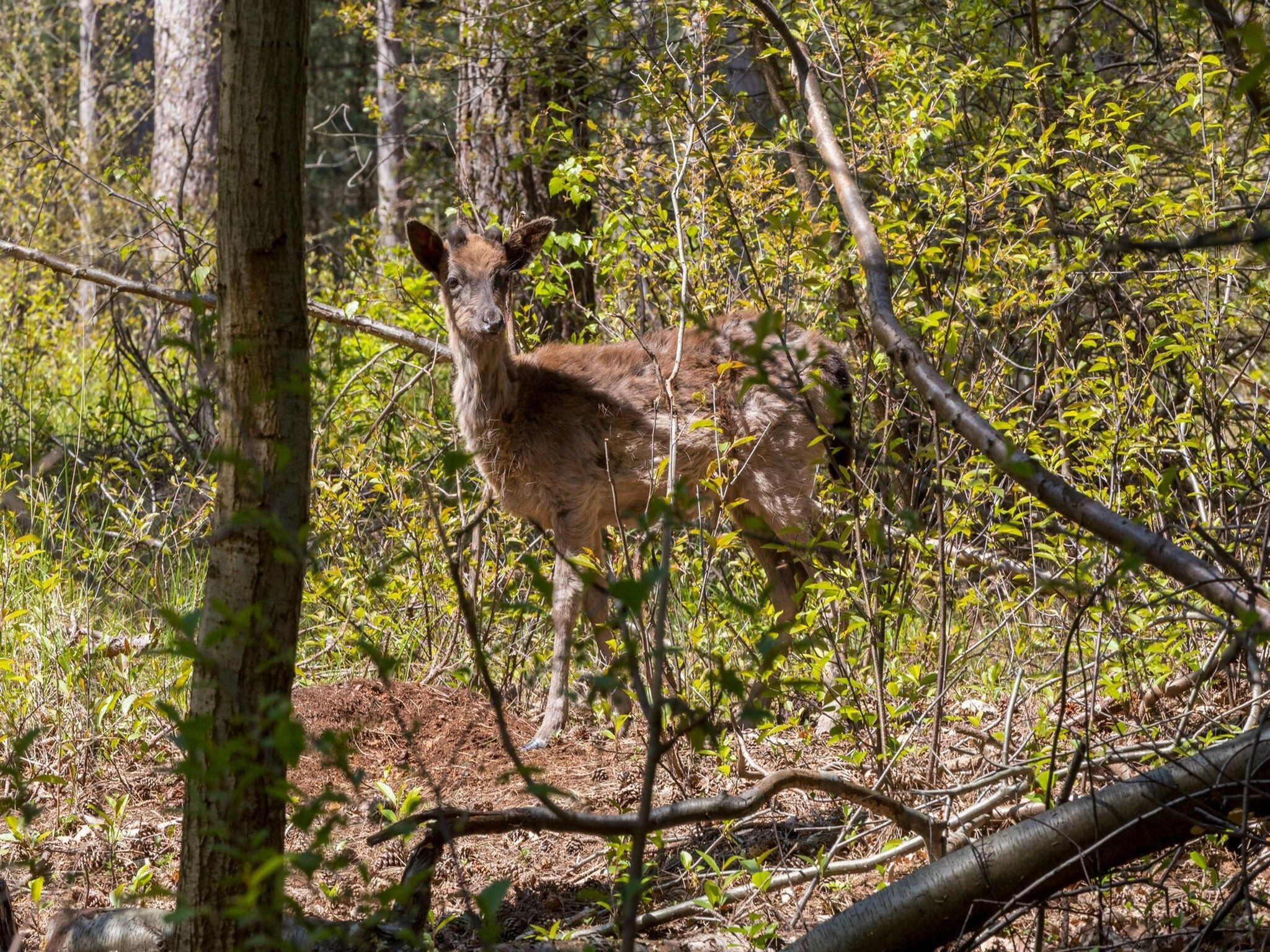 Sfeerbeeld van Duinhoeve Chalet Vogel - Huisdier niet toegestaan in Burgh-Haamstede