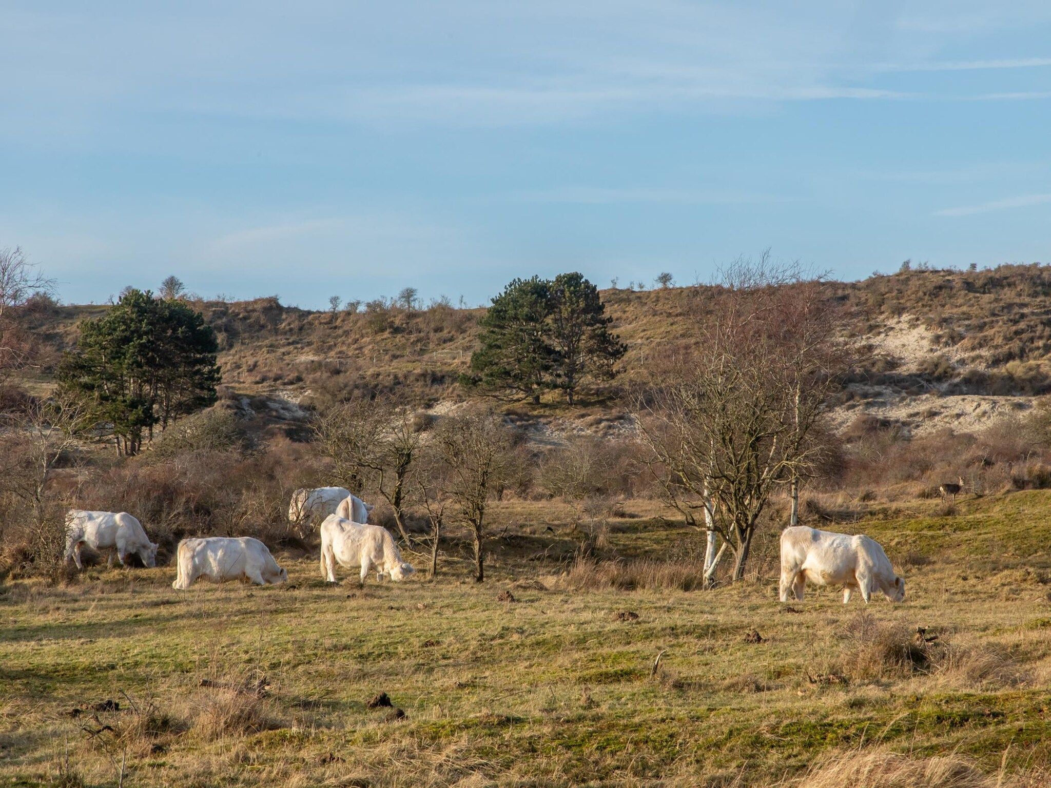 Duinhoeve Chalet Zeeland (huisdier toegestaan) in Burgh-Haamstede - Foto 22 van 37
