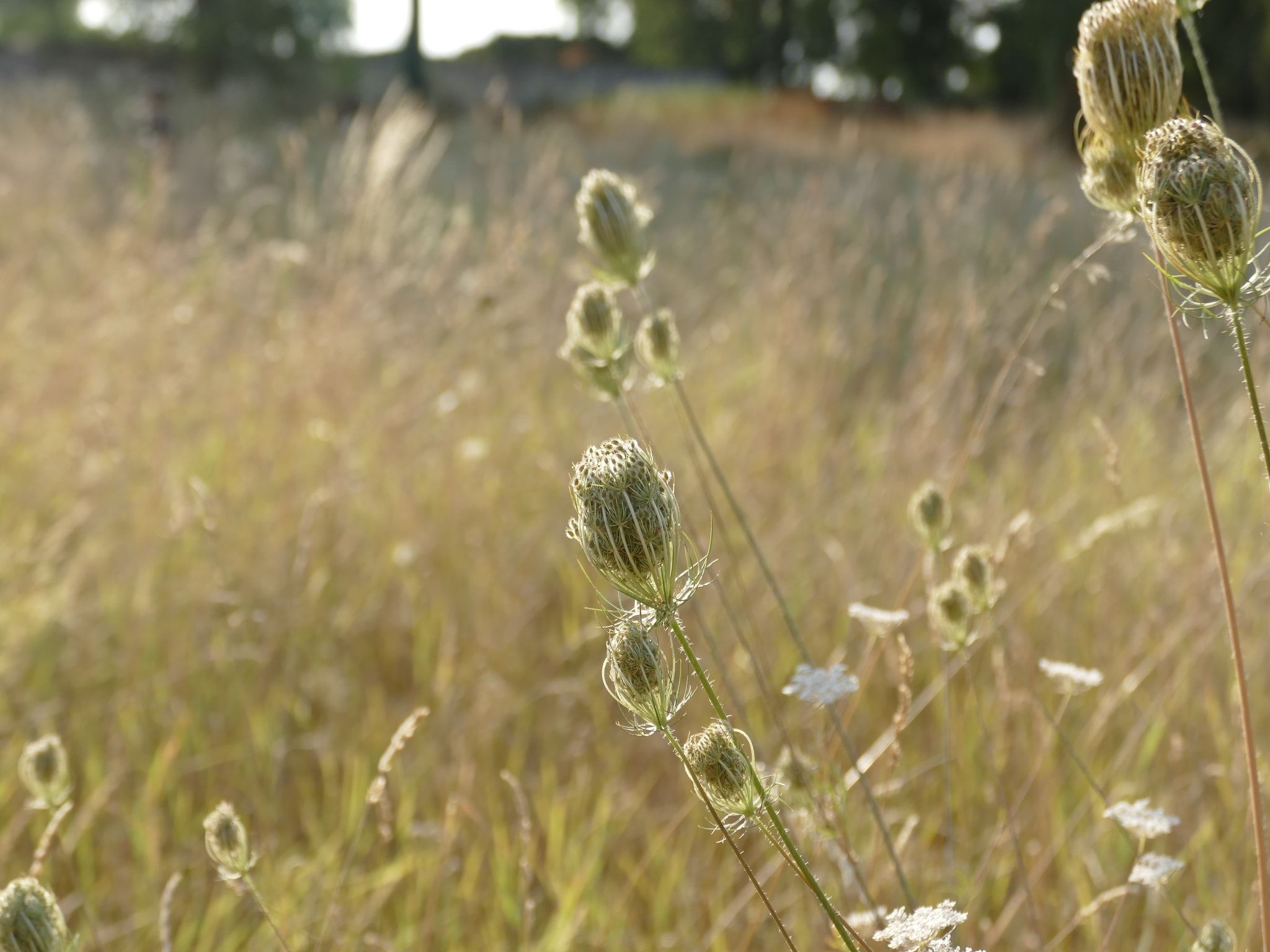 Sfeerbeeld van Meschermolen 12 in Mesch-Eijsden