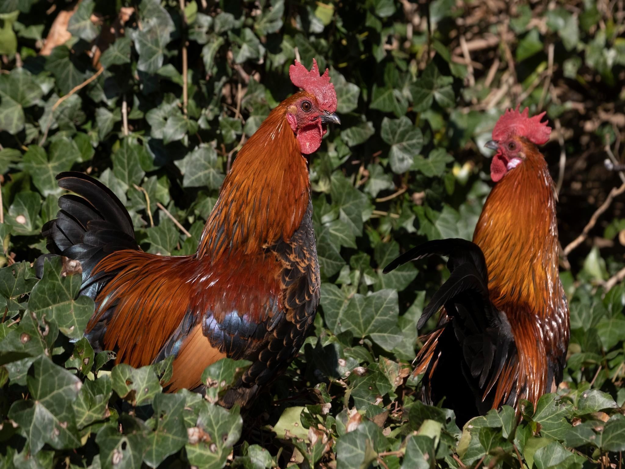 Voorzieningen bij Meschermolen 12 in Mesch-Eijsden