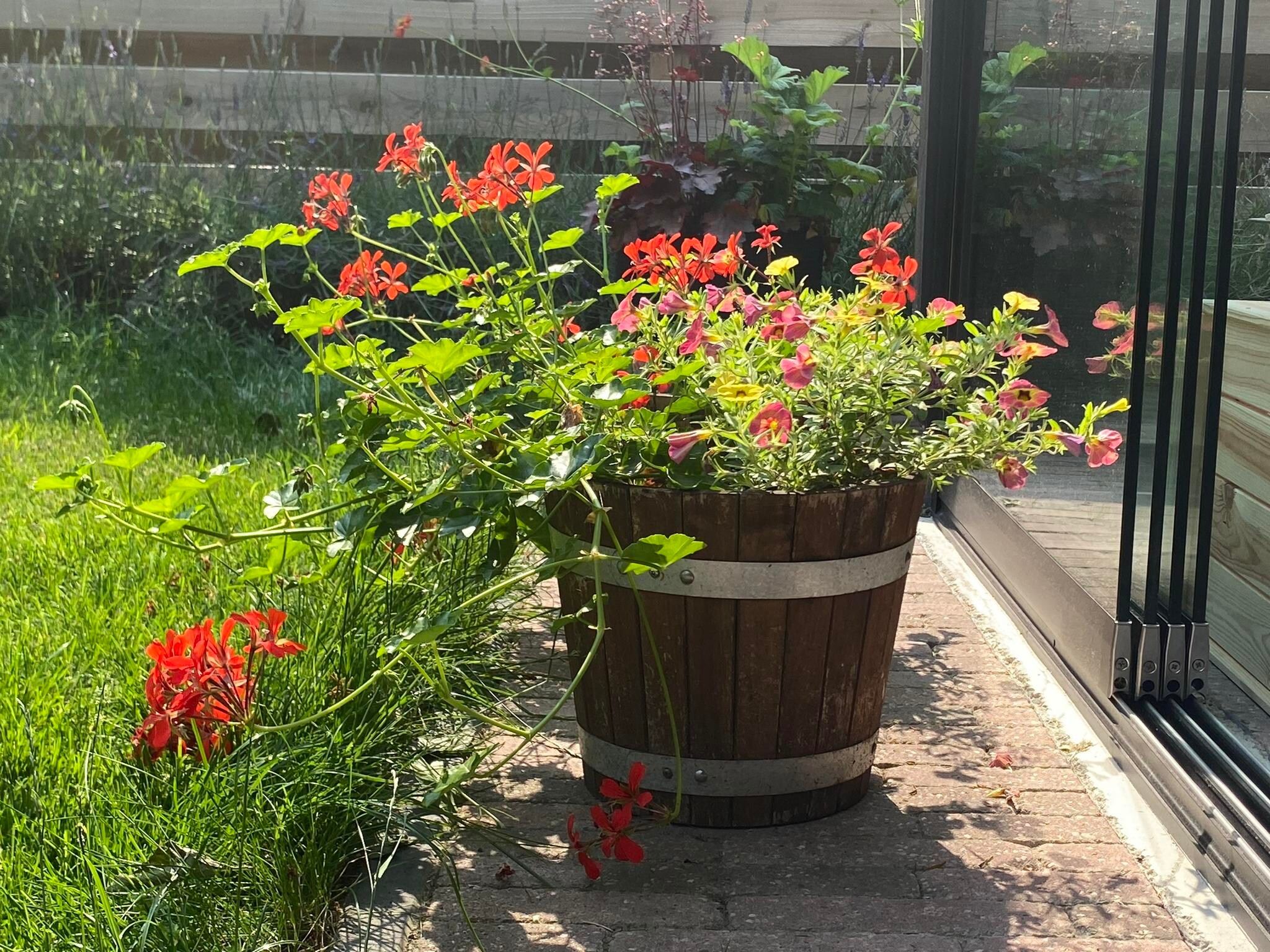 De tuin van De Groninger Zeeuw in Bellingwolde
