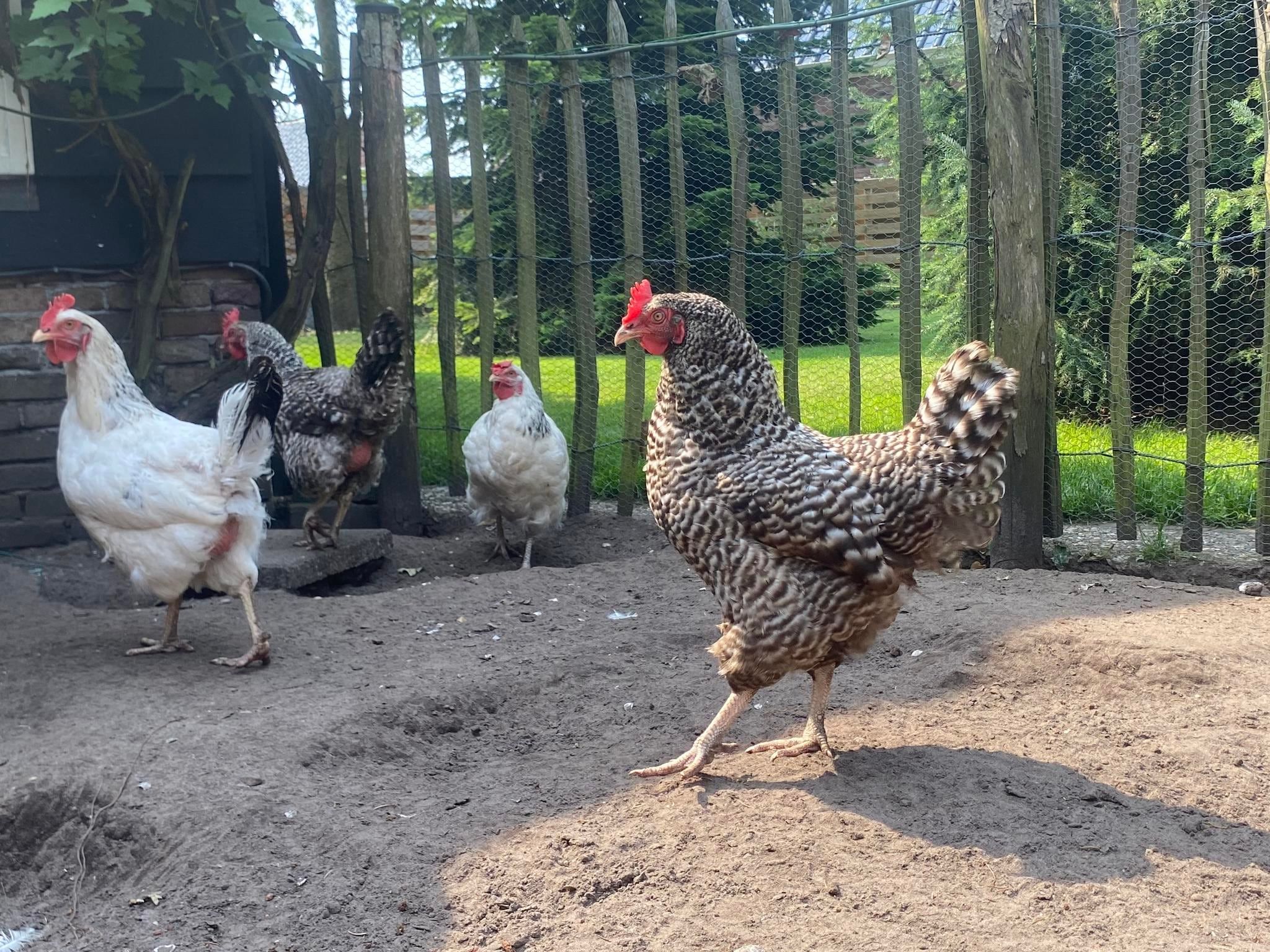 Sfeerbeeld van De Groninger Zeeuw in Bellingwolde