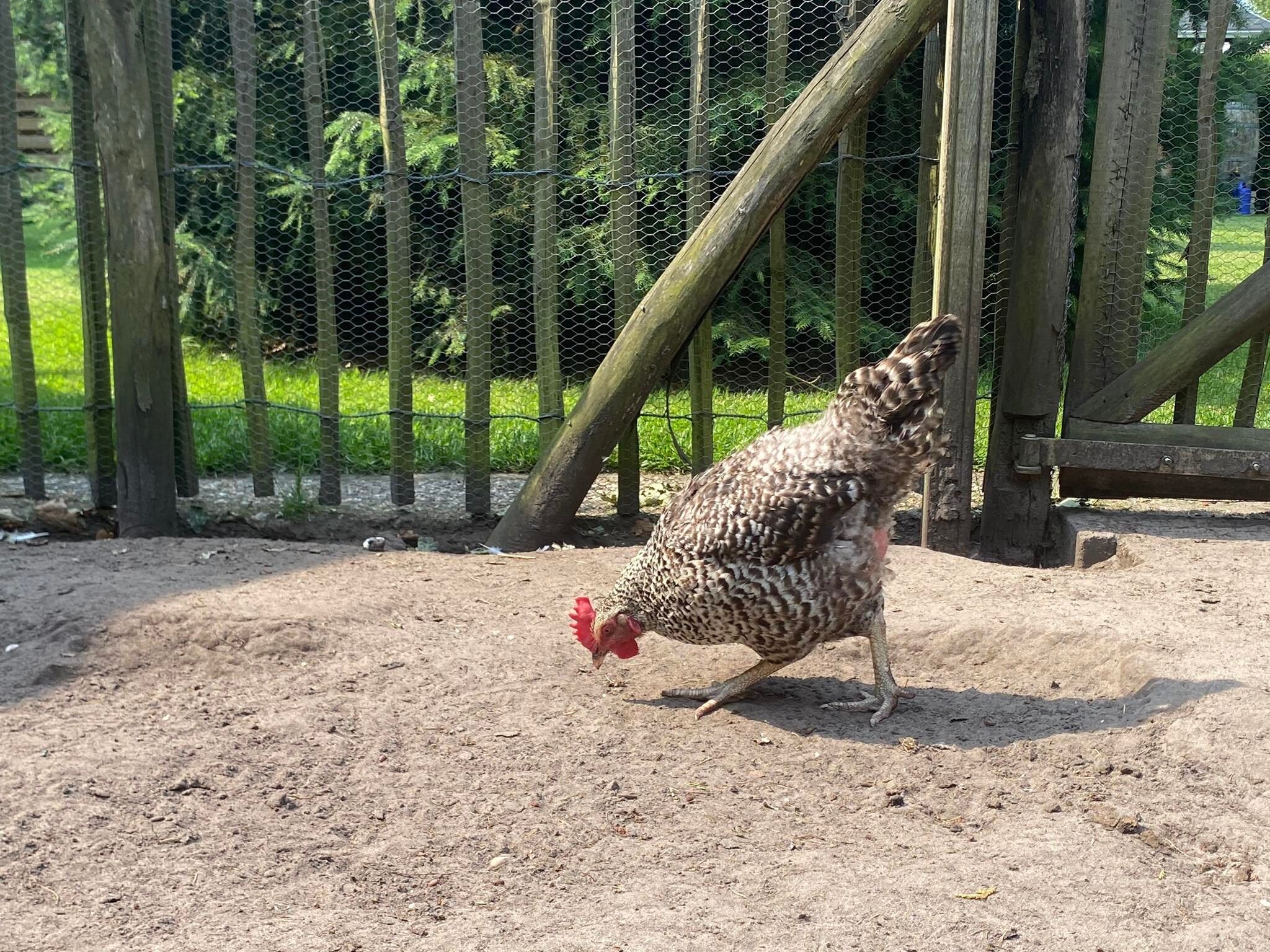 Sfeerbeeld van De Groninger Zeeuw in Bellingwolde