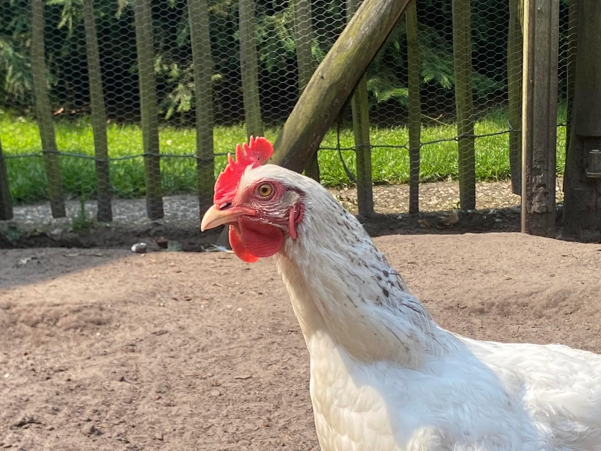 Sfeerbeeld van De Groninger Zeeuw in Bellingwolde