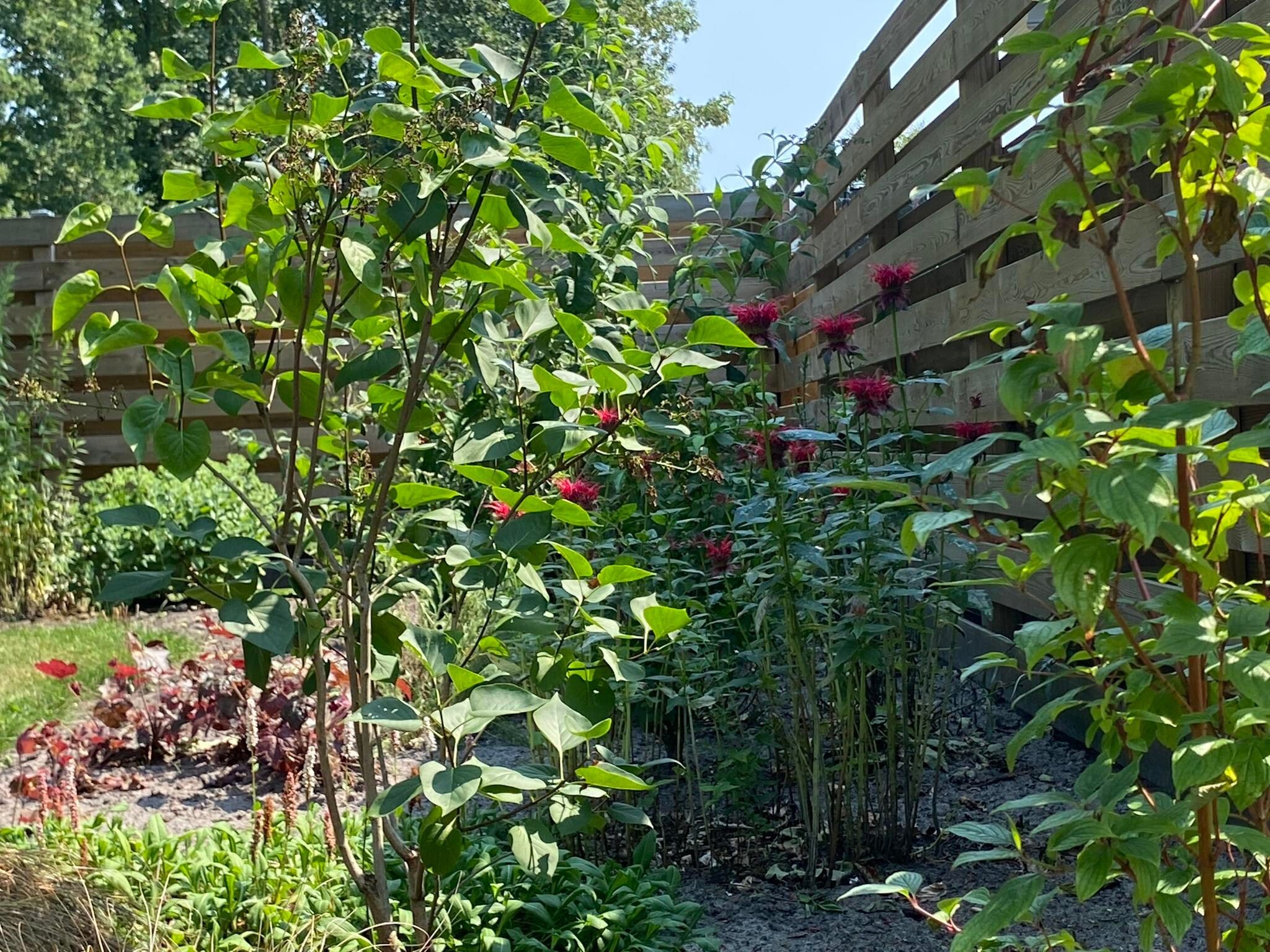 De tuin van De Groninger Zeeuw in Bellingwolde