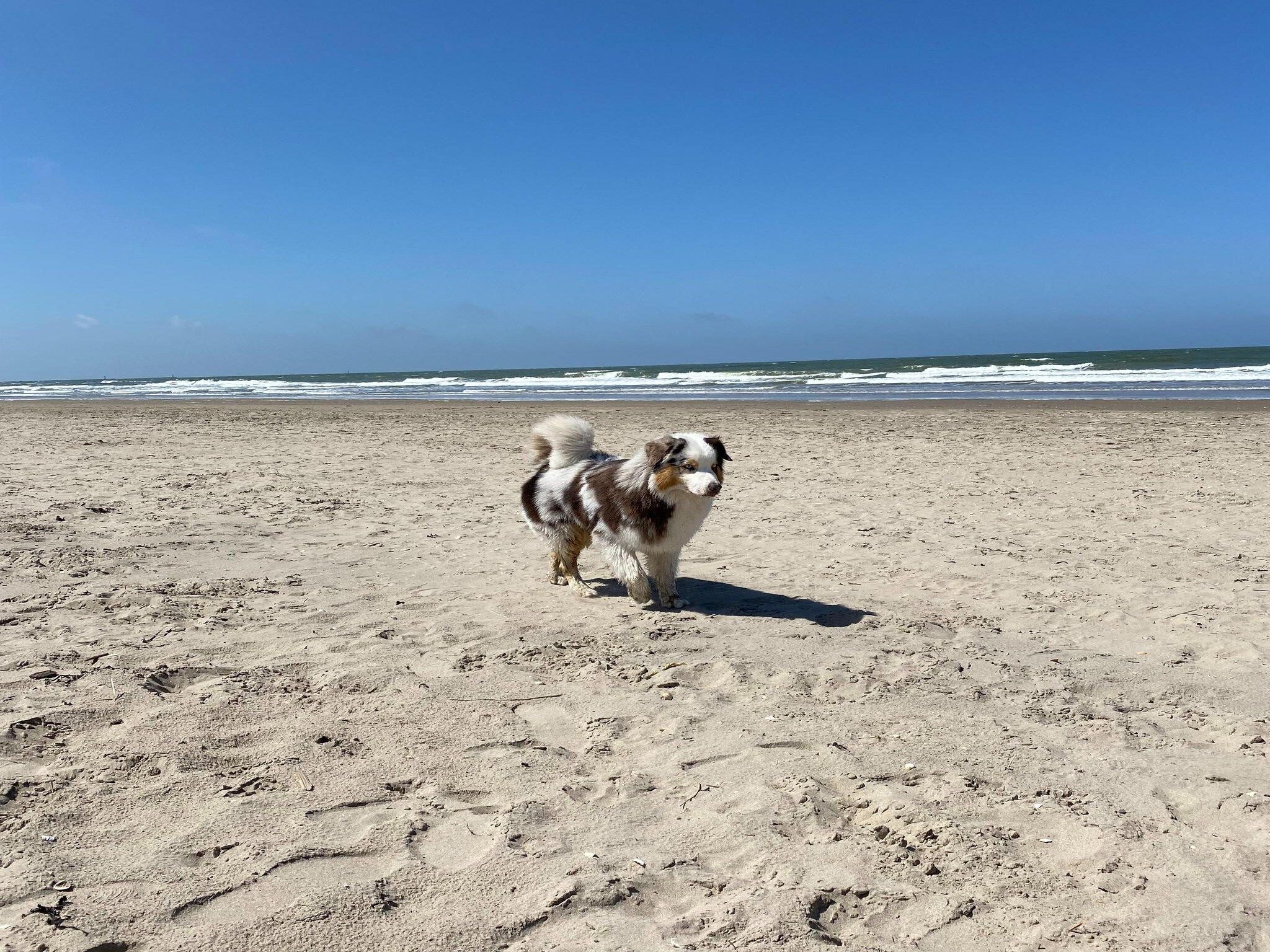 De omgeving van Tussen Duin en Strand in Egmond aan den Hoef