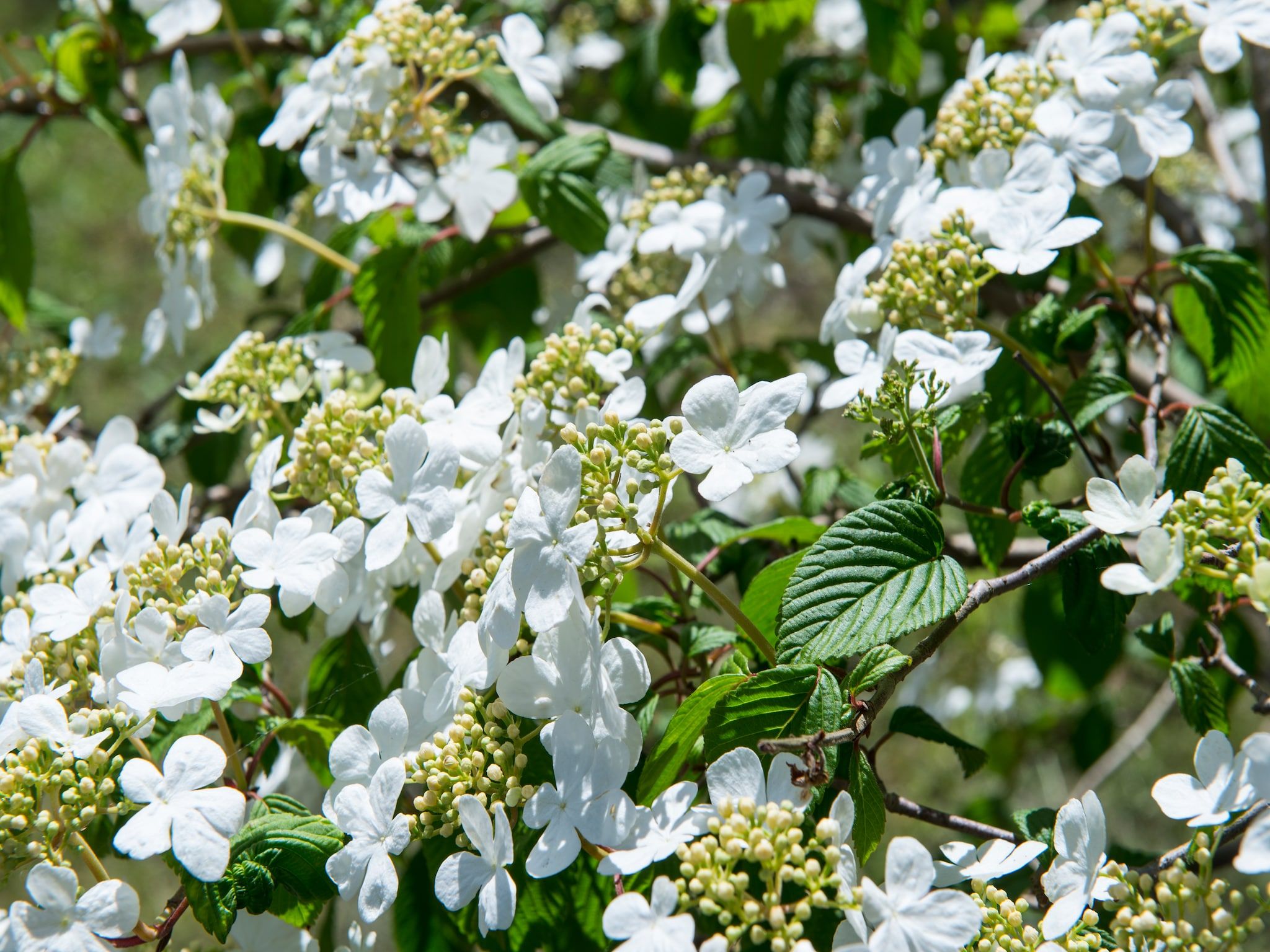 Sfeerbeeld van Comfort Bungalow in Loosdrecht