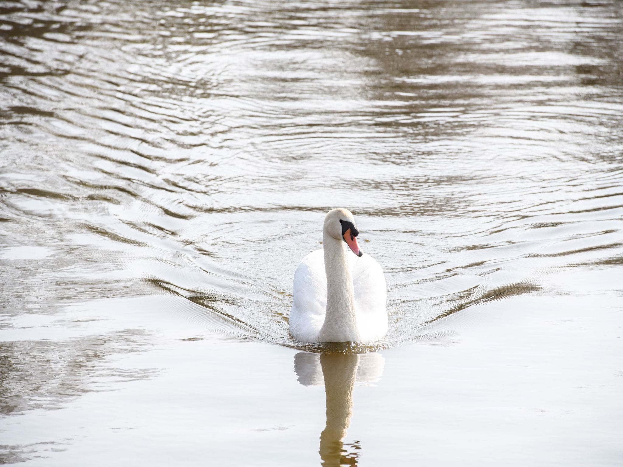 De omgeving van Comfort Bungalow in Loosdrecht