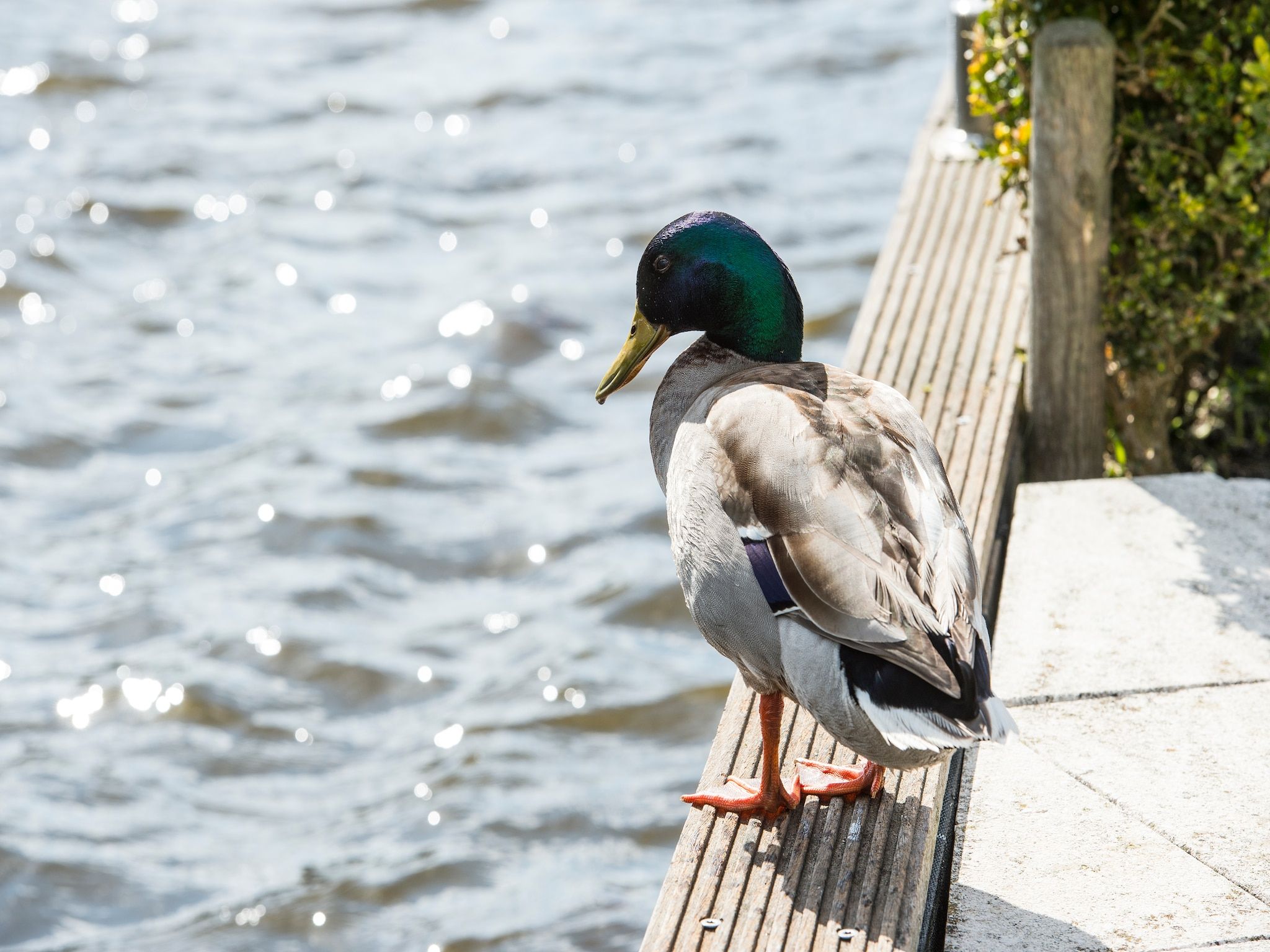 De omgeving van Penthouse in Loosdrecht