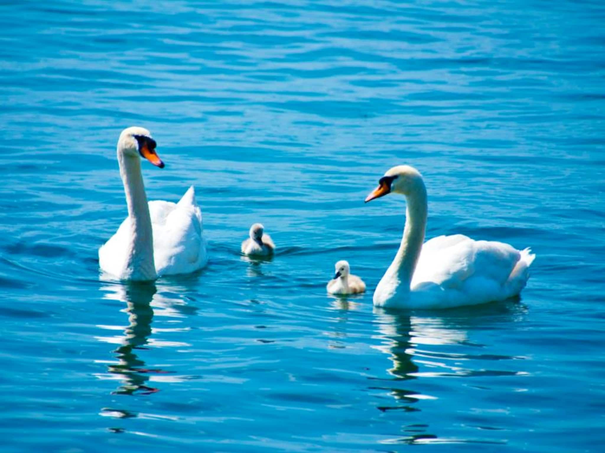 De omgeving van Penthouse in Loosdrecht