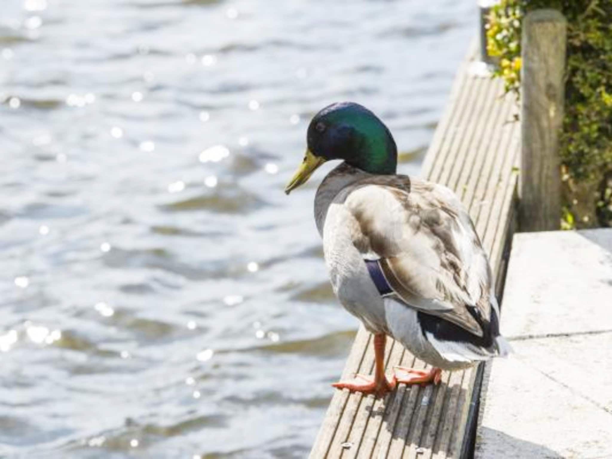 De omgeving van Panorama Villa | 3-8 pers | 3 slaapkamers | 2,5 badkamers in Loosdrecht