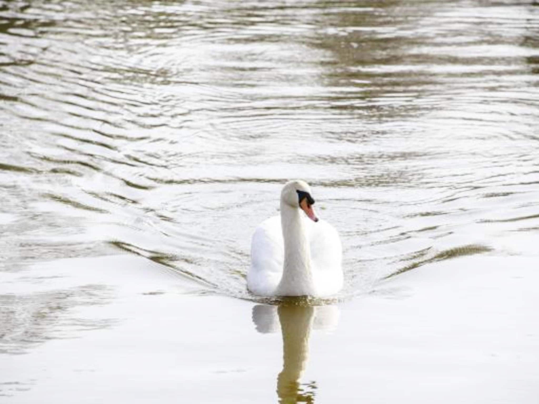 De omgeving van Panorama Villa | 3-8 pers | 3 slaapkamers | 2,5 badkamers in Loosdrecht