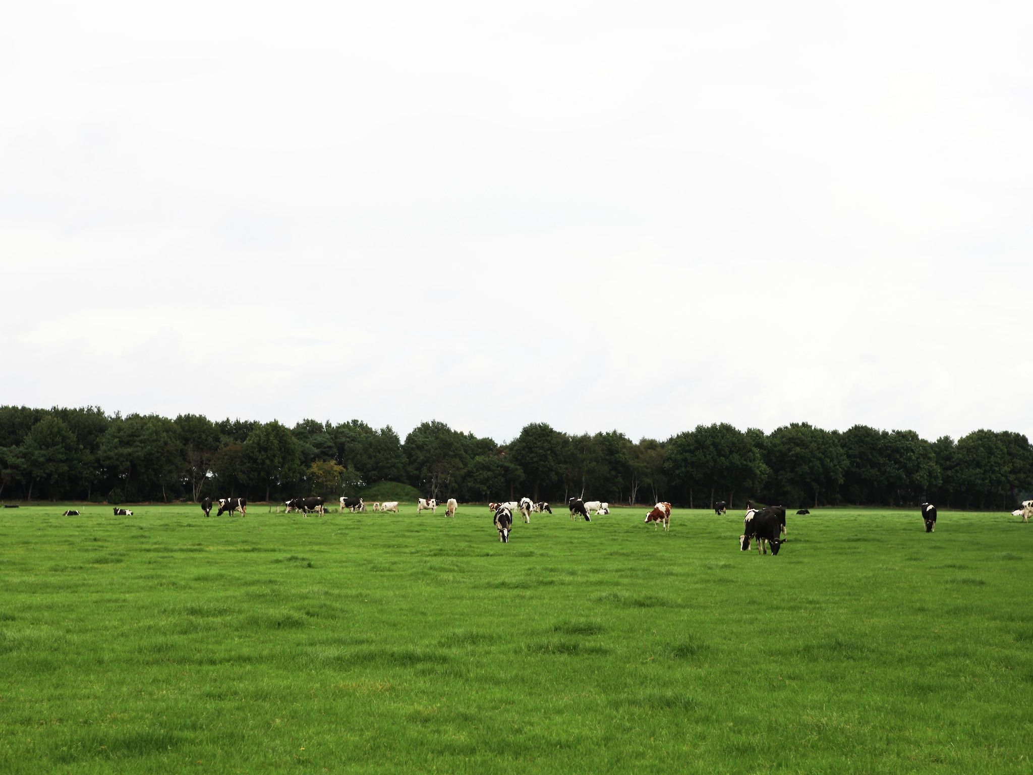 De omgeving van De Wildenberg in Zuidwolde