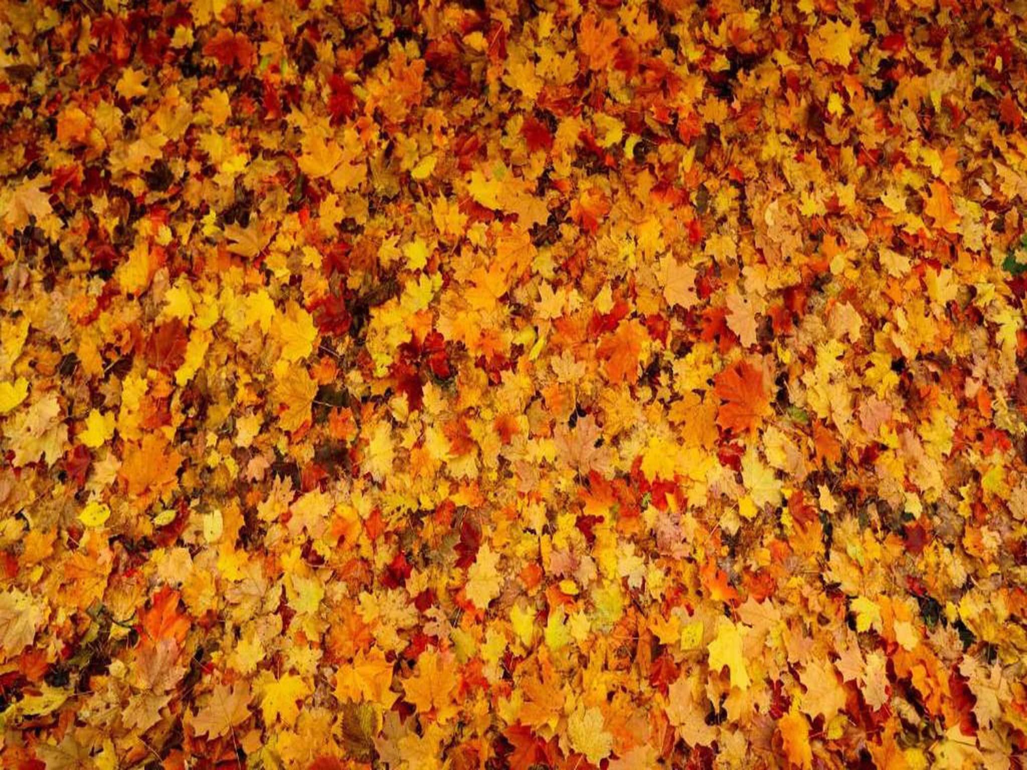 Bospark de Schaapskooi 5 in Wissel/Epe - Foto 33 van 39