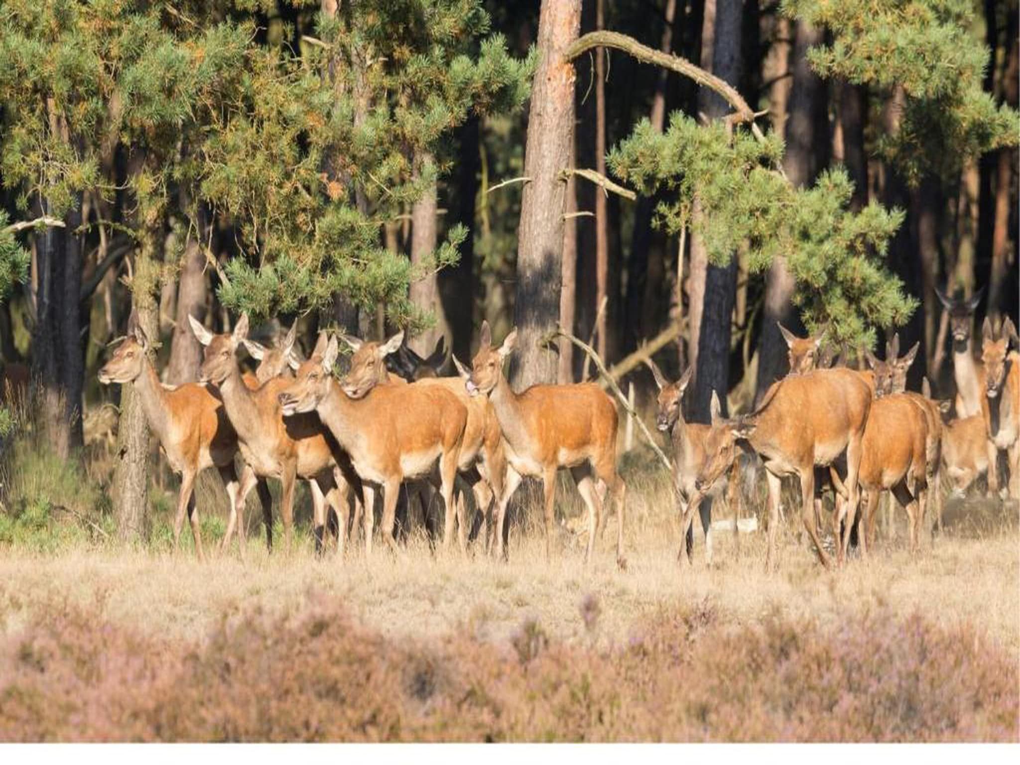 Bospark de Schaapskooi 5 in Wissel/Epe - Foto 39 van 39