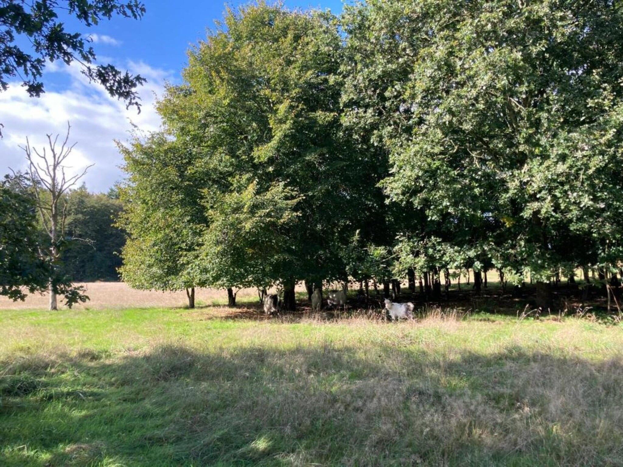 De omgeving van De Meerkoet in Oudemirdum