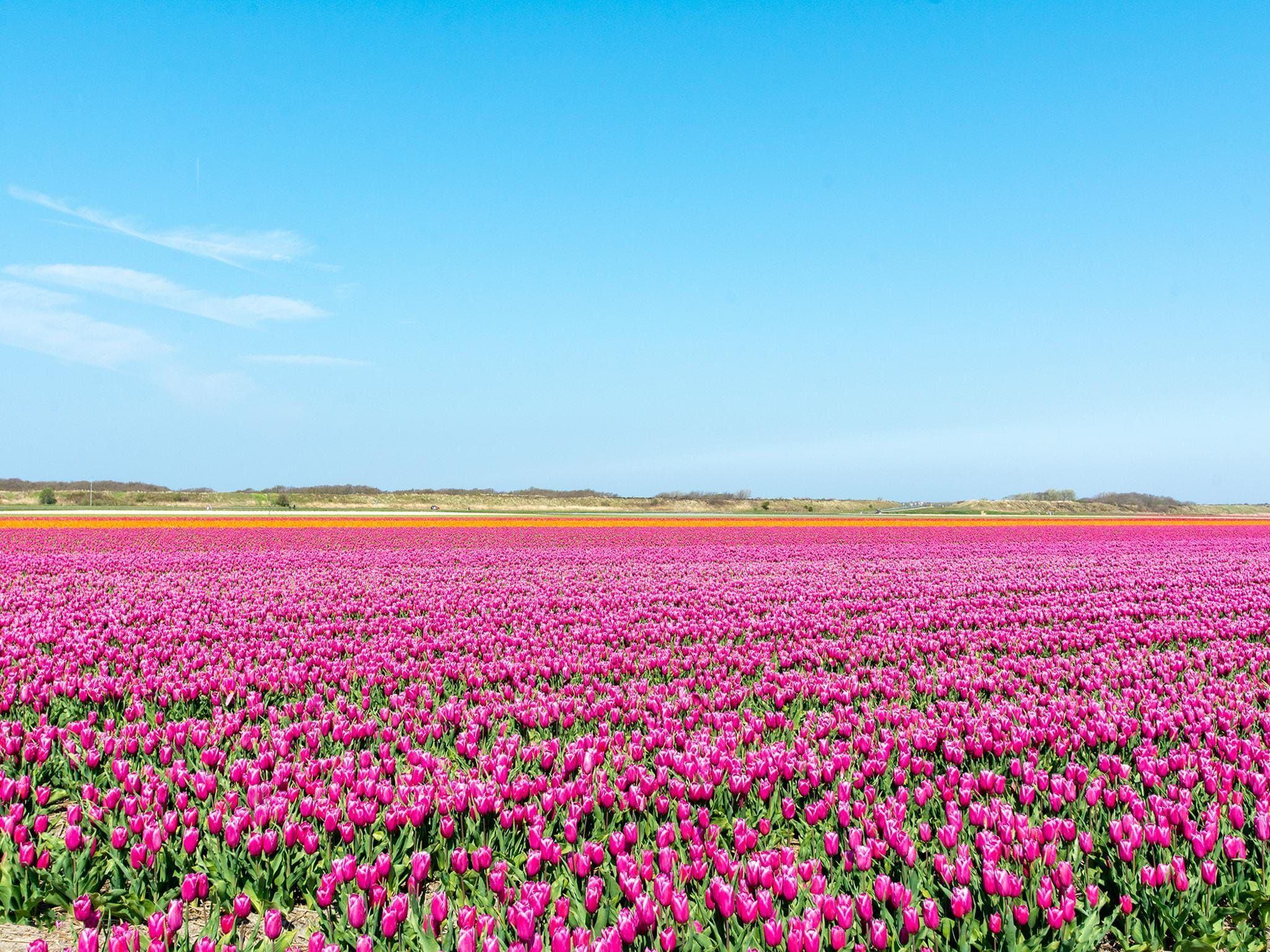 De omgeving van Suite Koeboet in Callantsoog
