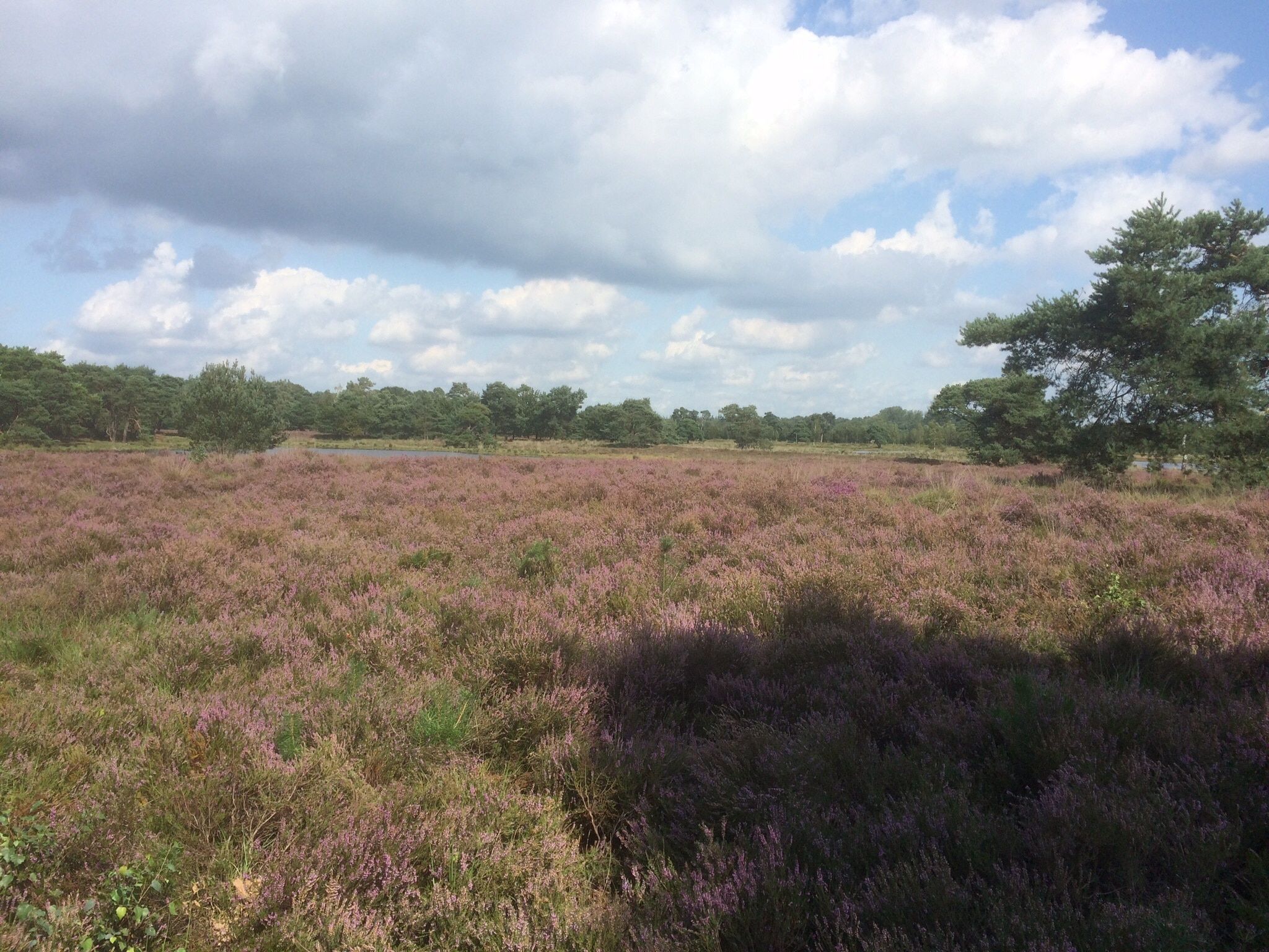 De omgeving van De Maaijen in Ulicoten