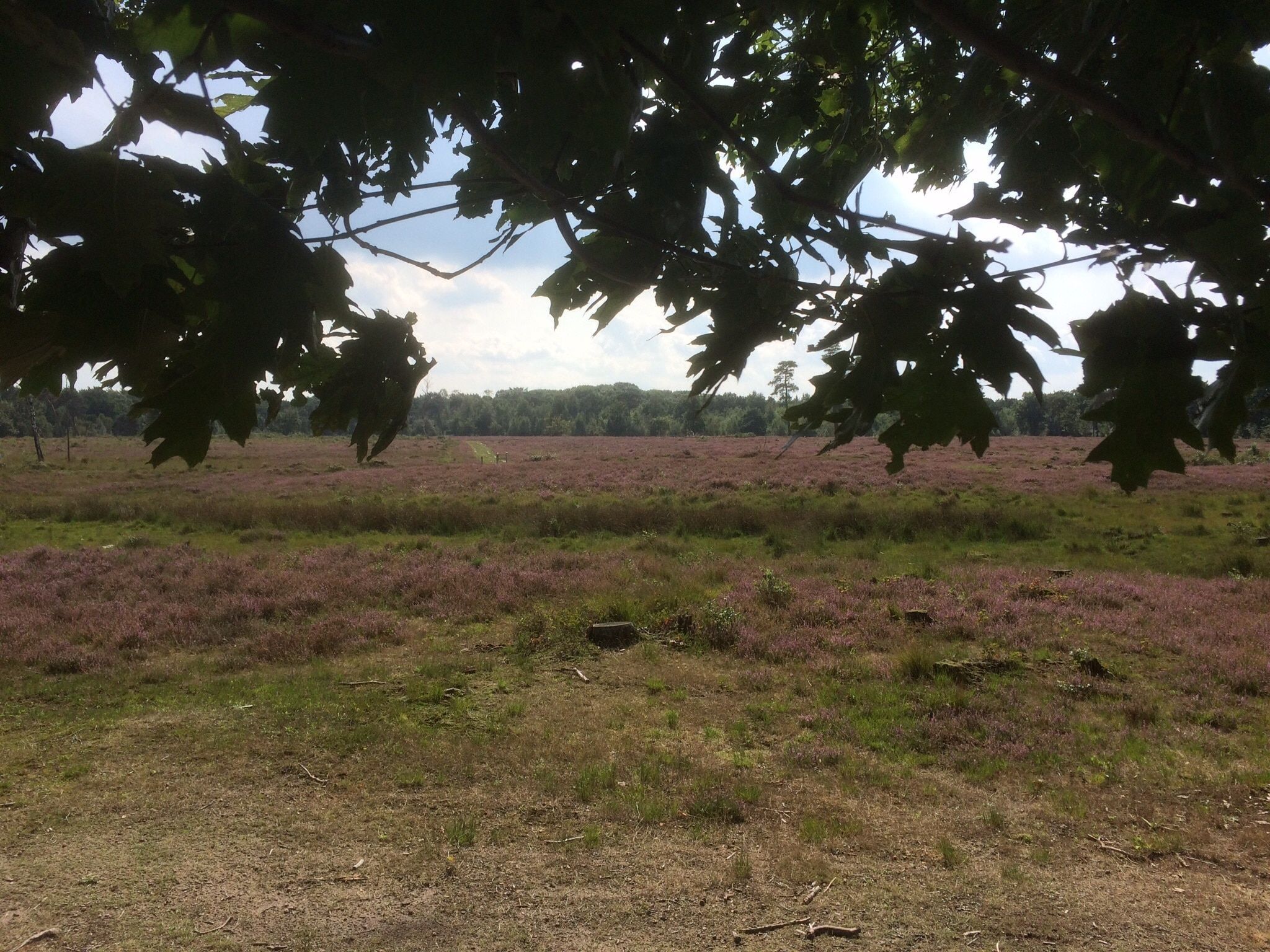 De omgeving van De Maaijen in Ulicoten