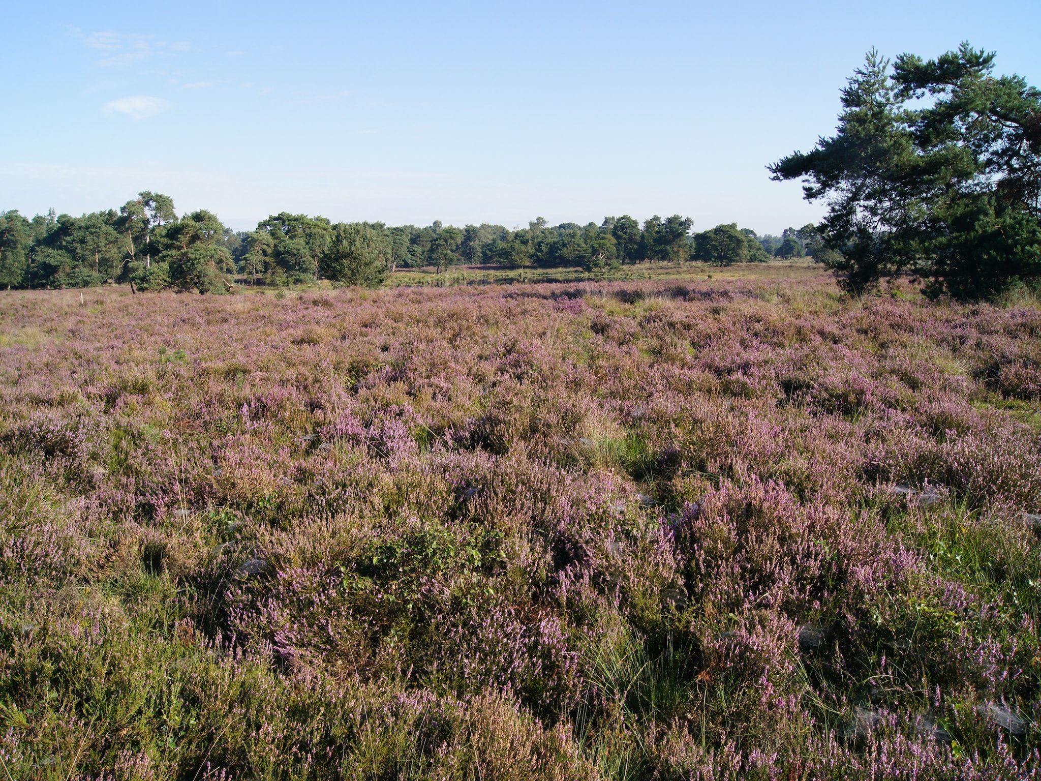 De omgeving van De Maaijen in Ulicoten