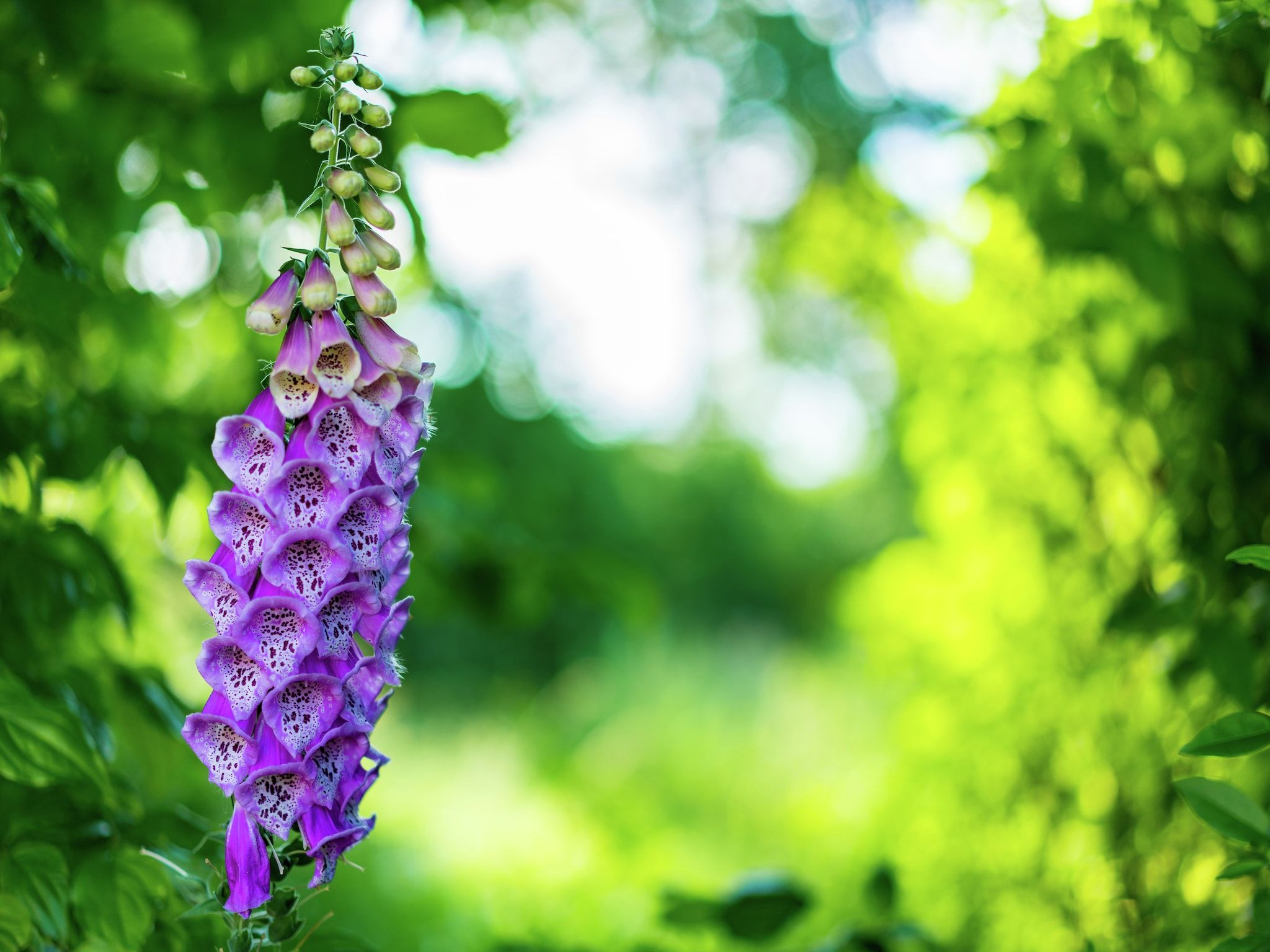 Sfeerbeeld van Vakantiepark Eigen Wijze 1 in Bant