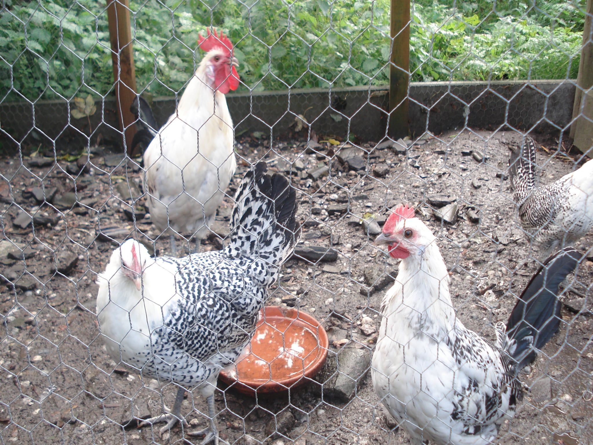 De tuin van Pronkkeamer Skrins in Easterlittens