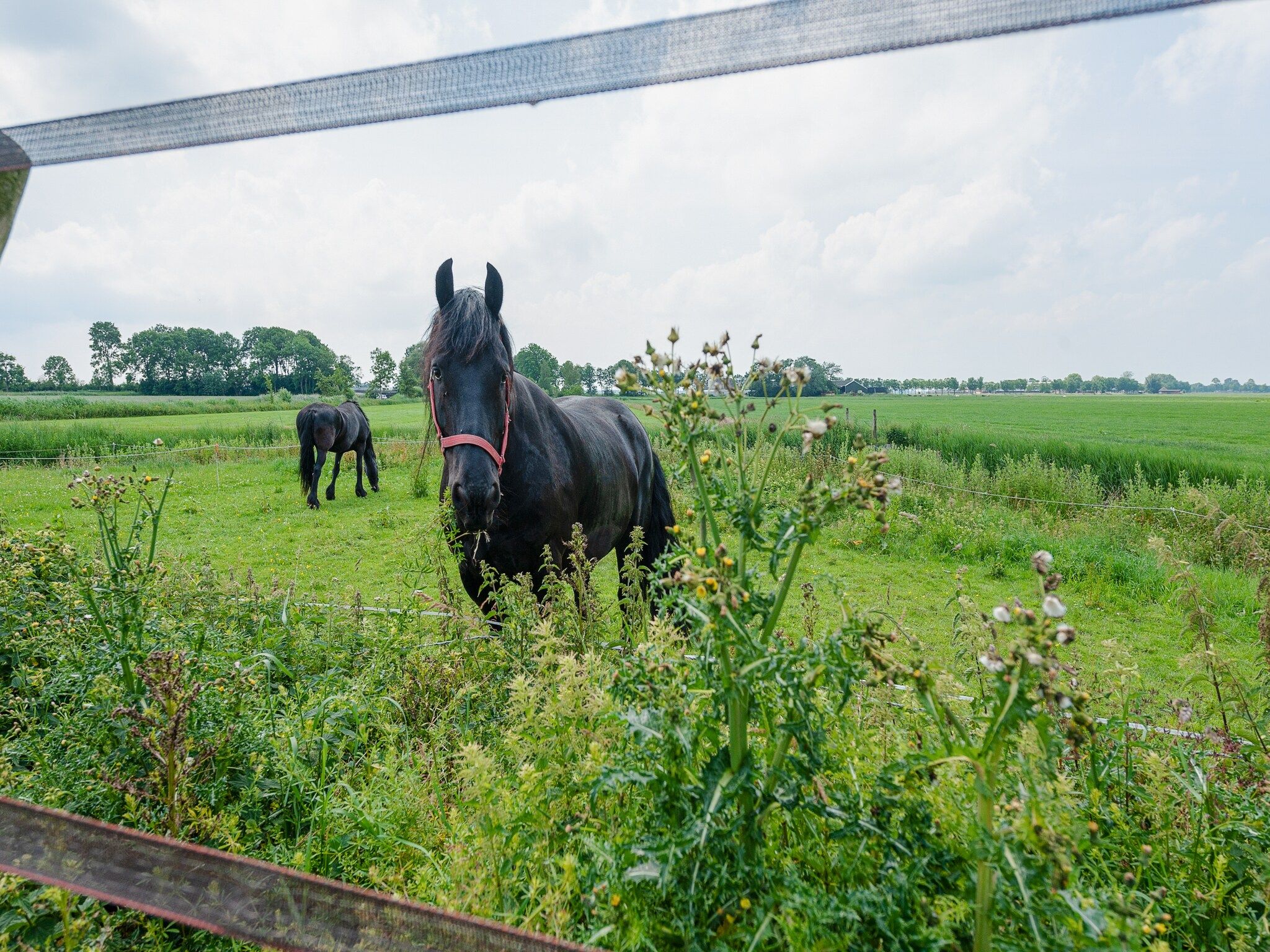 Lauwerspleats in Burum - Foto 32 van 40
