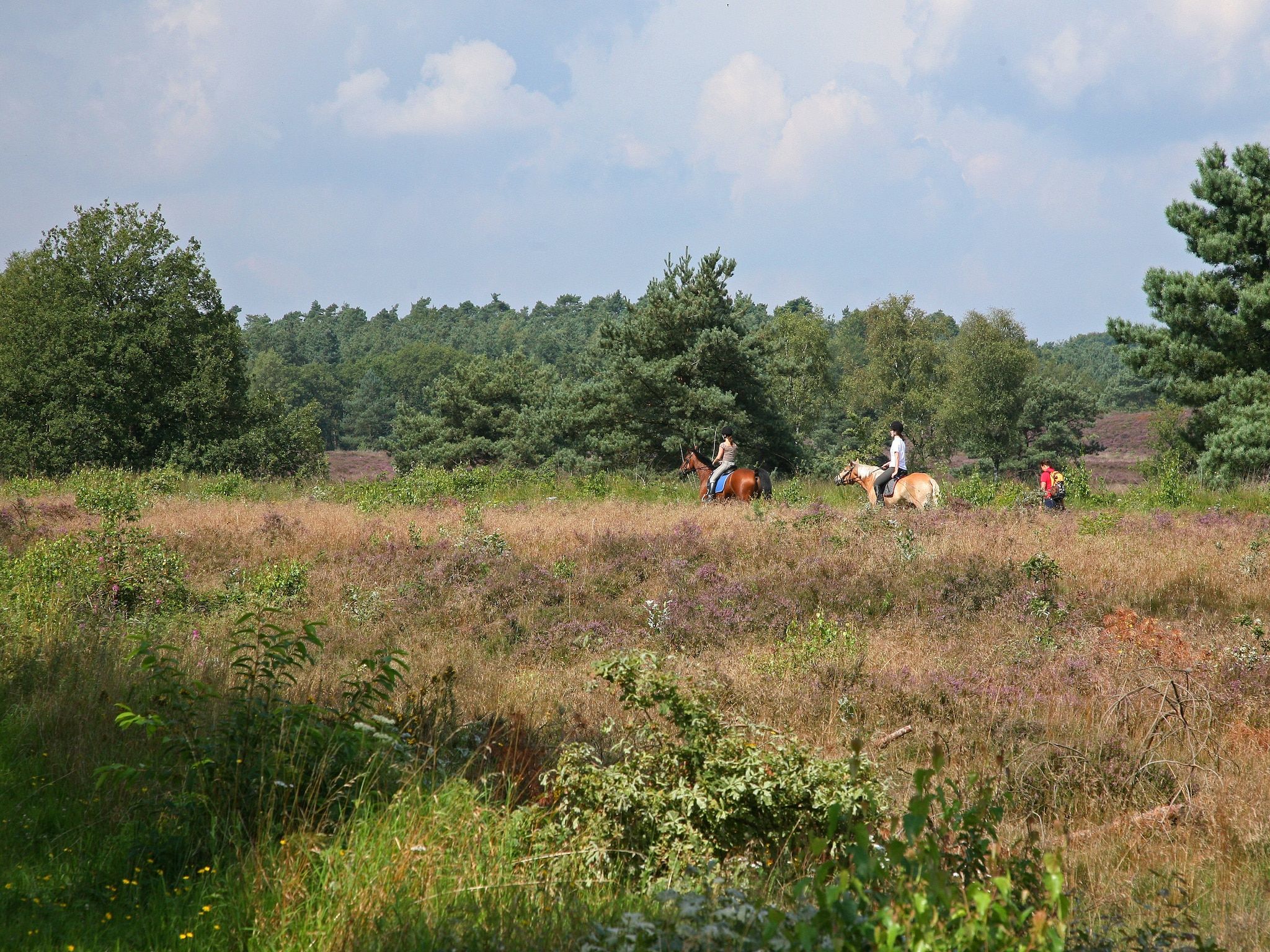De omgeving van Kleine Vos in Nunspeet