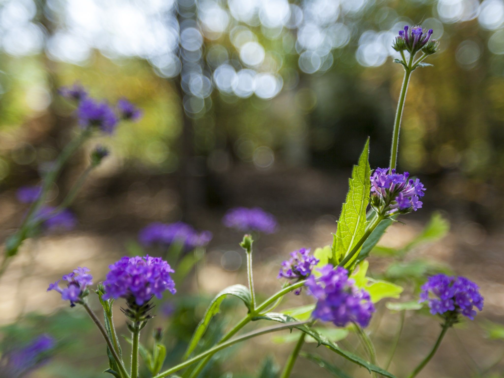 Sfeerbeeld van Kleine Vos in Nunspeet
