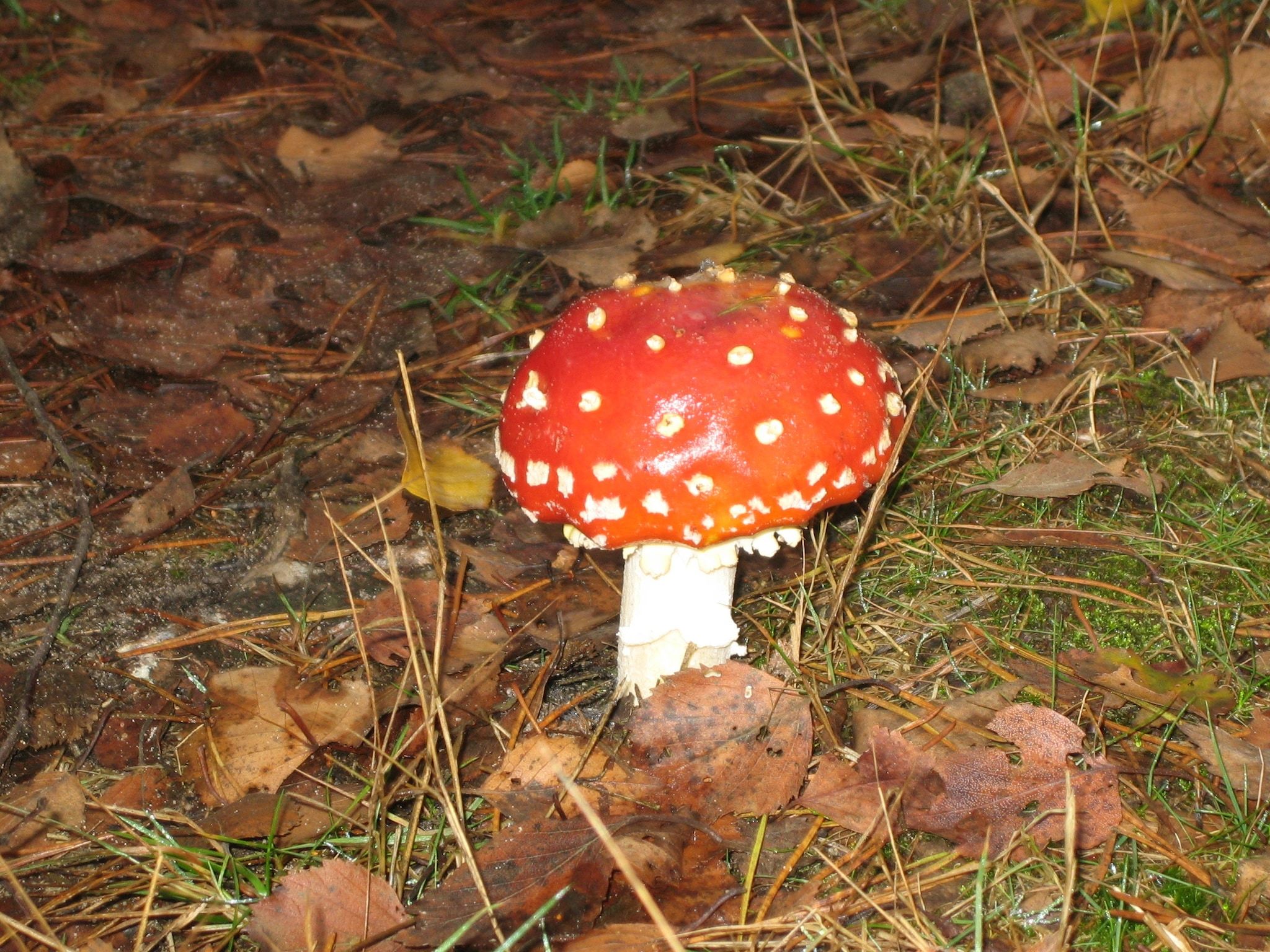 Bungalowpark Hoenderloo 2 in Hoenderloo - Foto 29 van 40