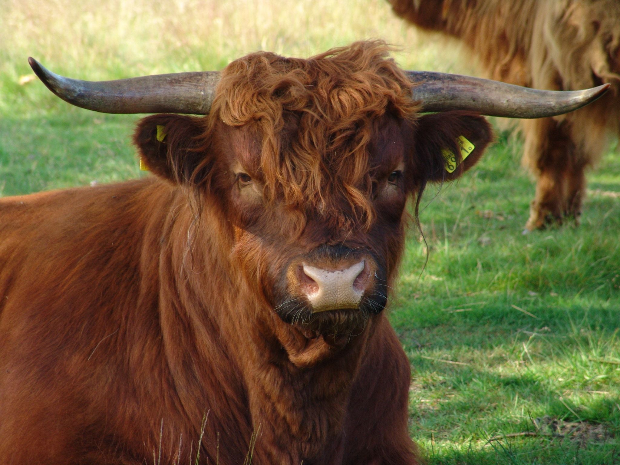 De Riethorst 1 in Plasmolen - Foto 22 van 40