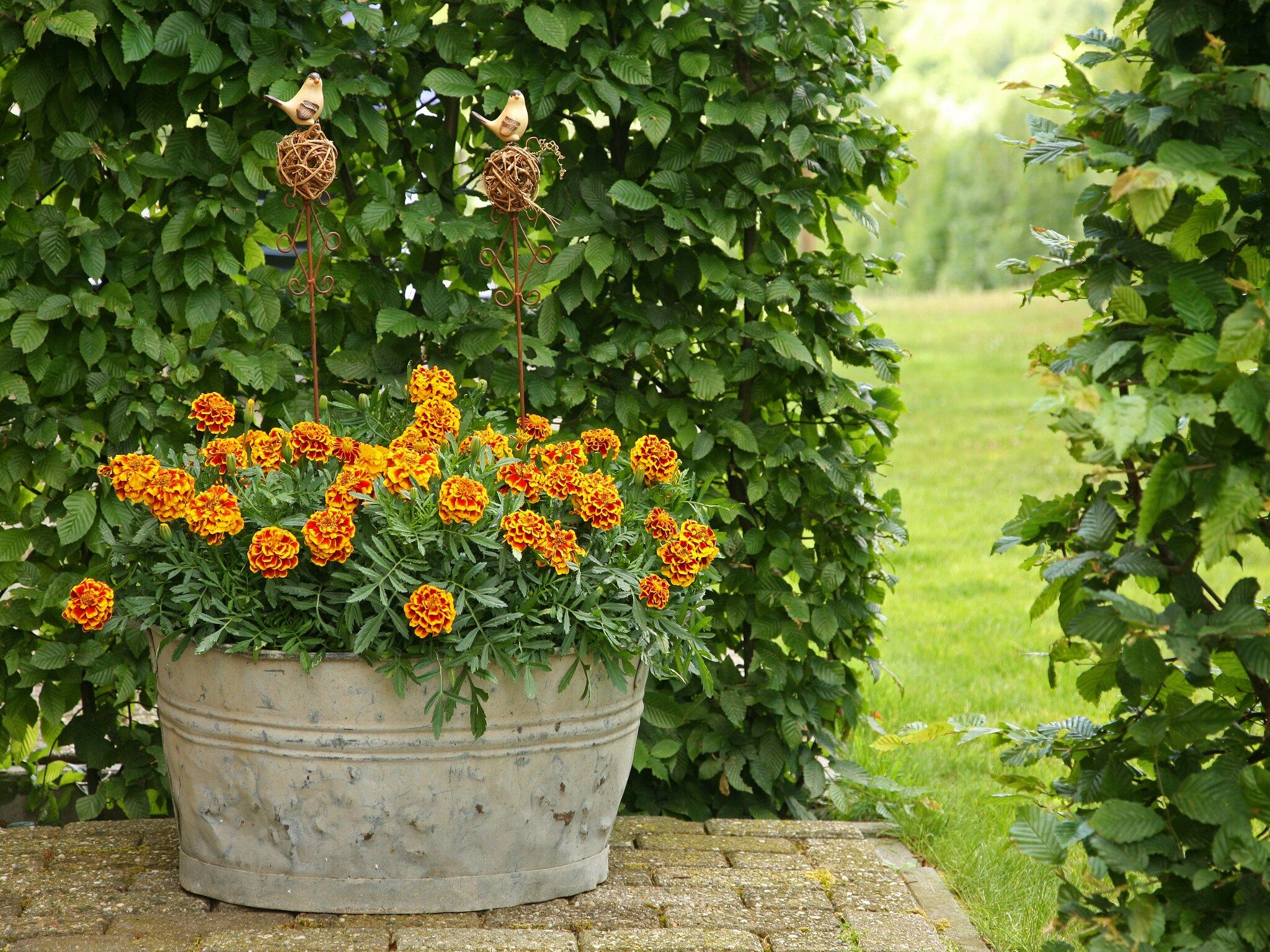 De tuin van Hoeve in gunne winkel 2 in Wijlre