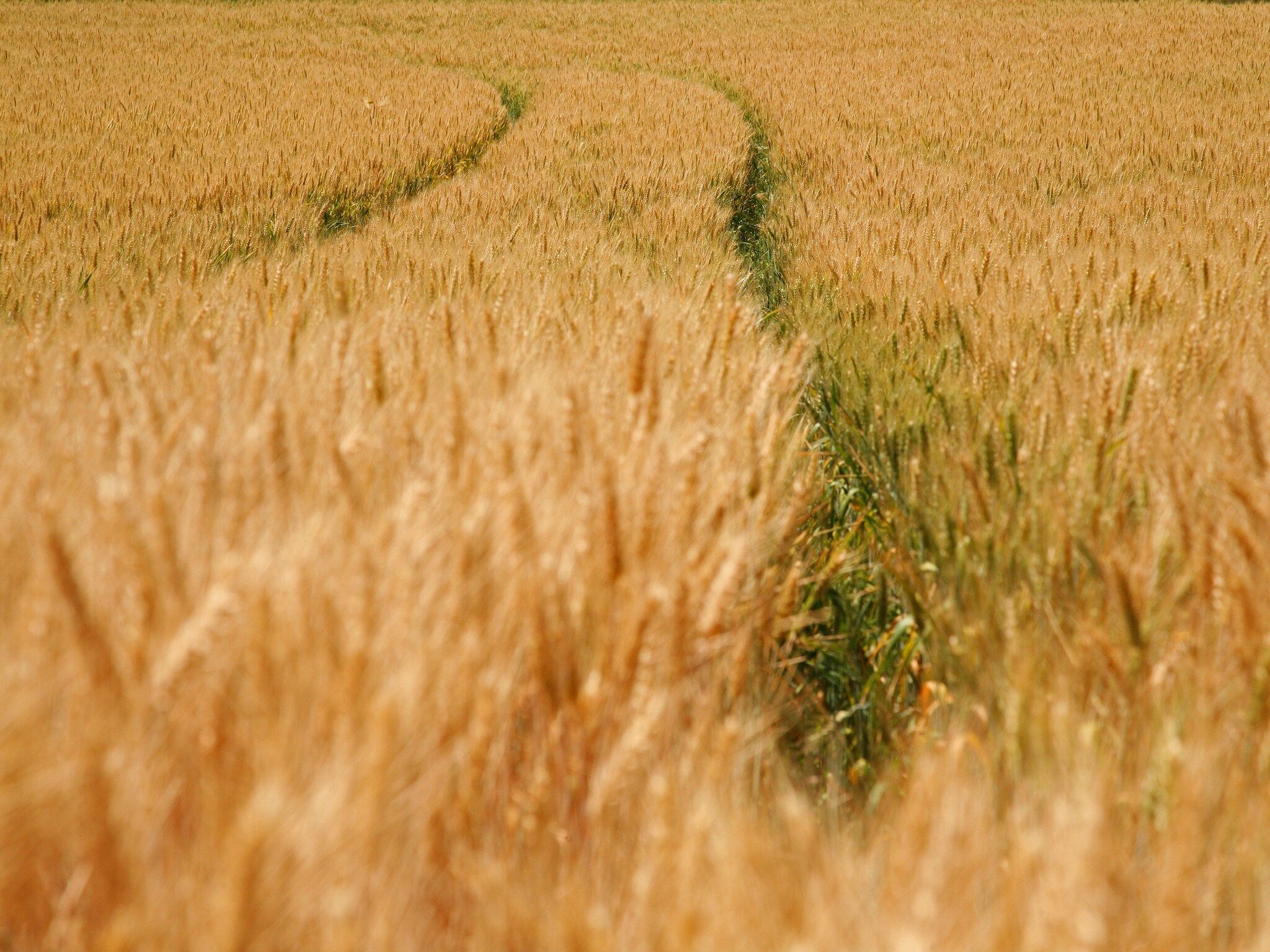 Hoeve in gunne winkel 1 in Wijlre - Foto 21 van 30