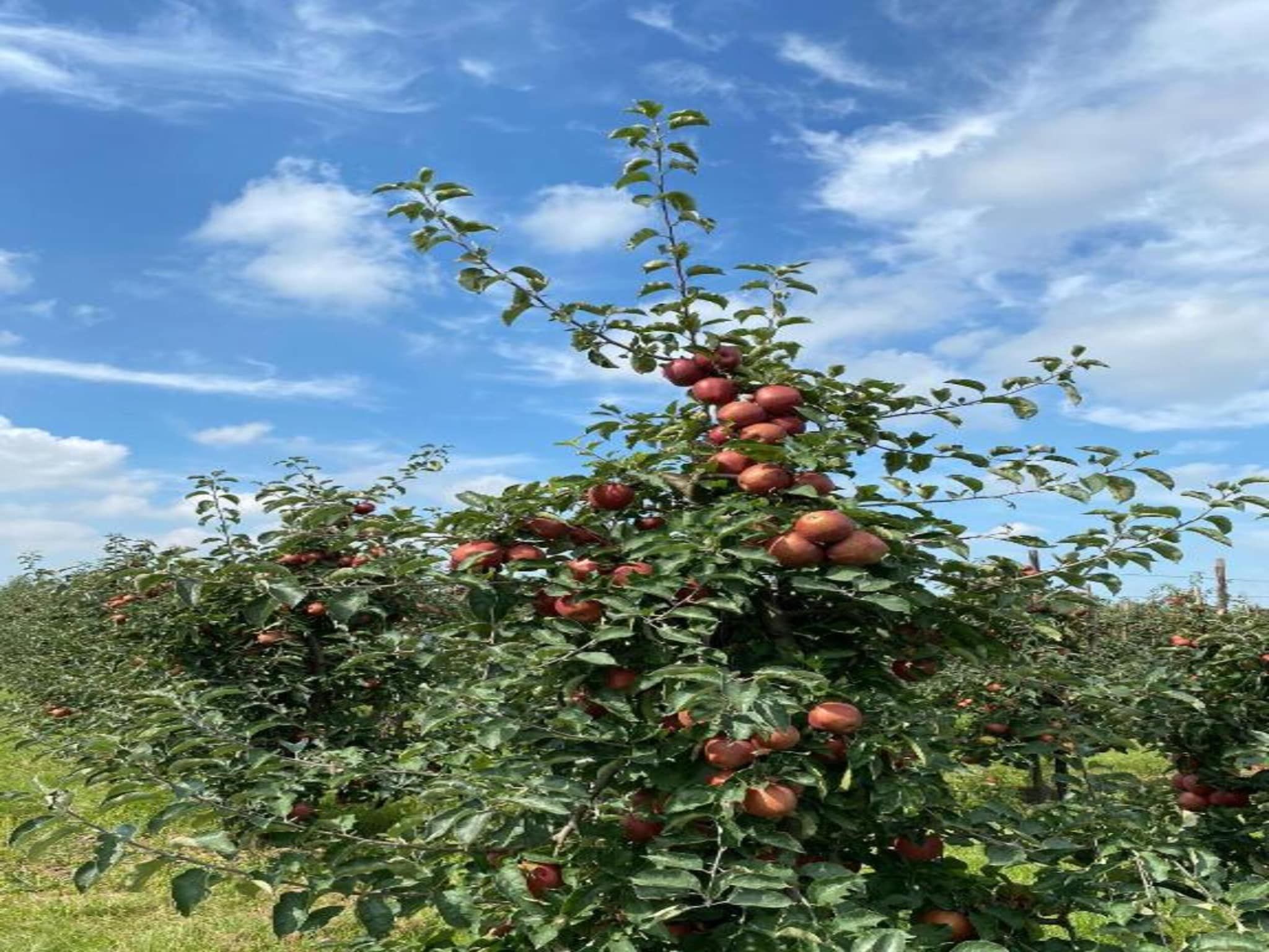 Licykreken in Wemeldinge - Foto 36 van 40