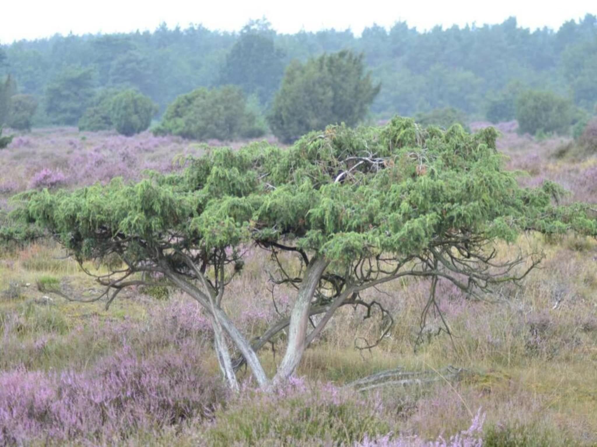 Bospark Lunsbergen 5 in Borger - Foto 27 van 40