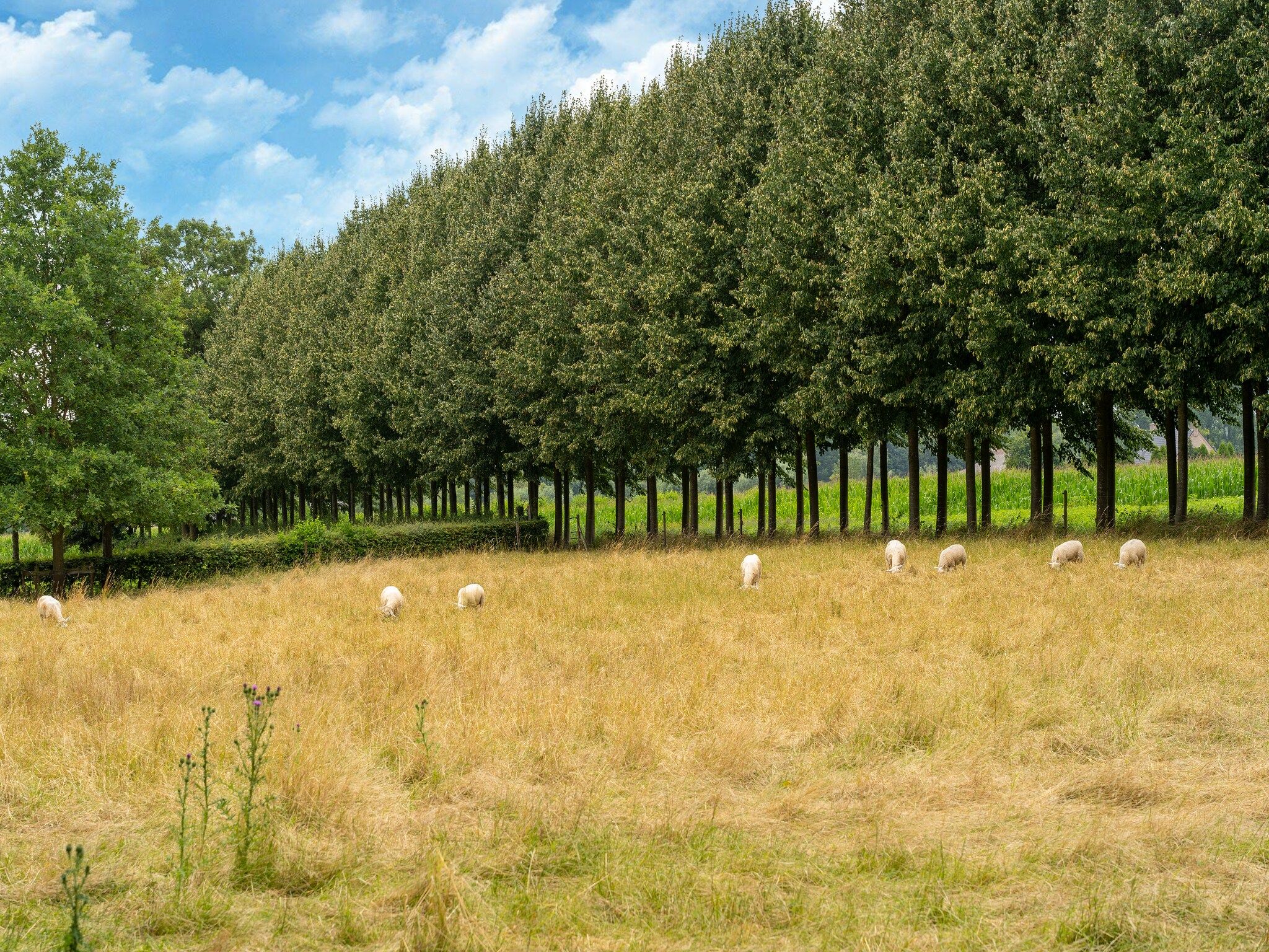 De omgeving van Koetshuis 't Geyn-Landgoed Noordenhoek in Deil