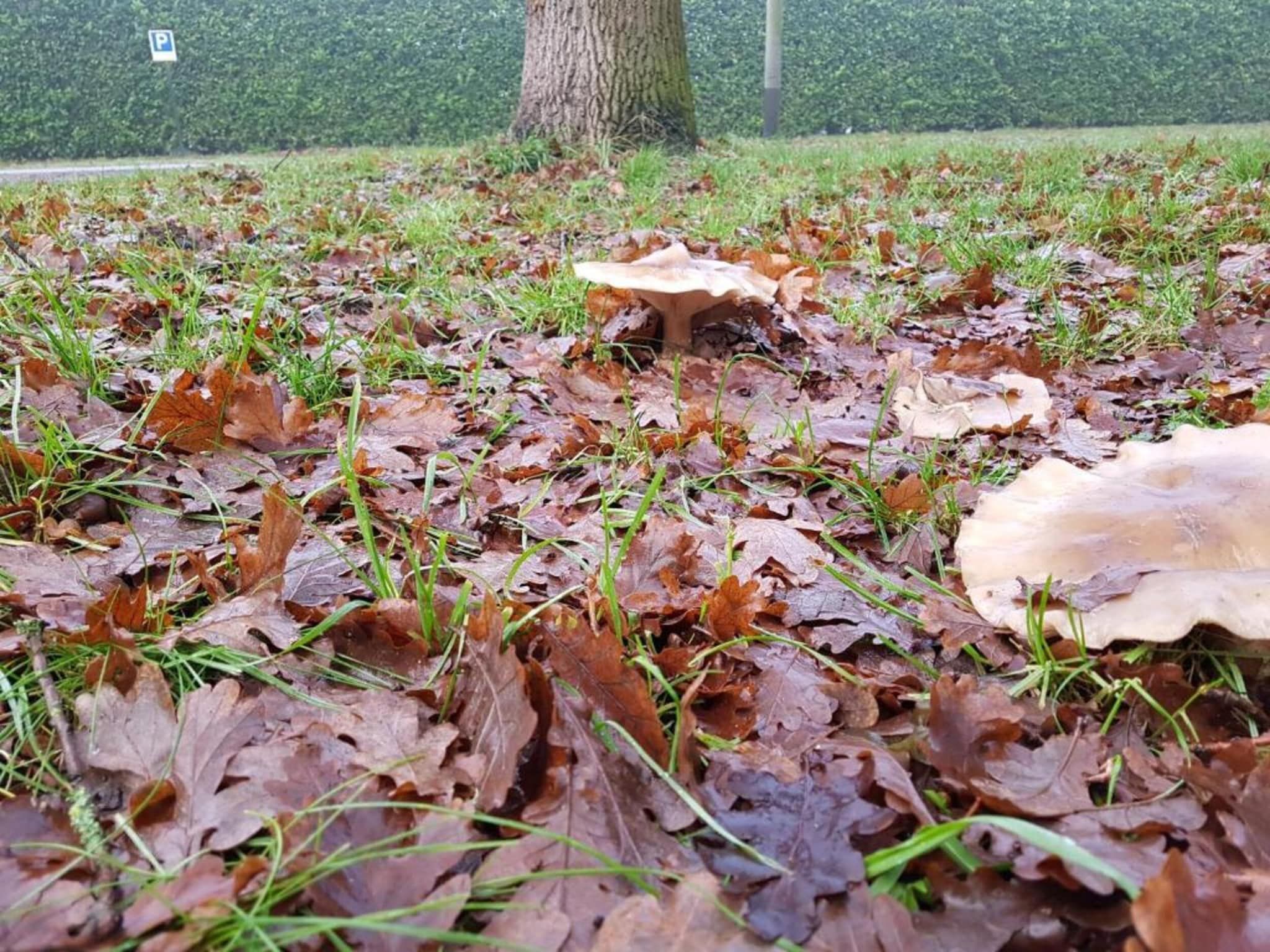 Vakantiepark Klein Vink 15 in Arcen - Foto 36 van 40