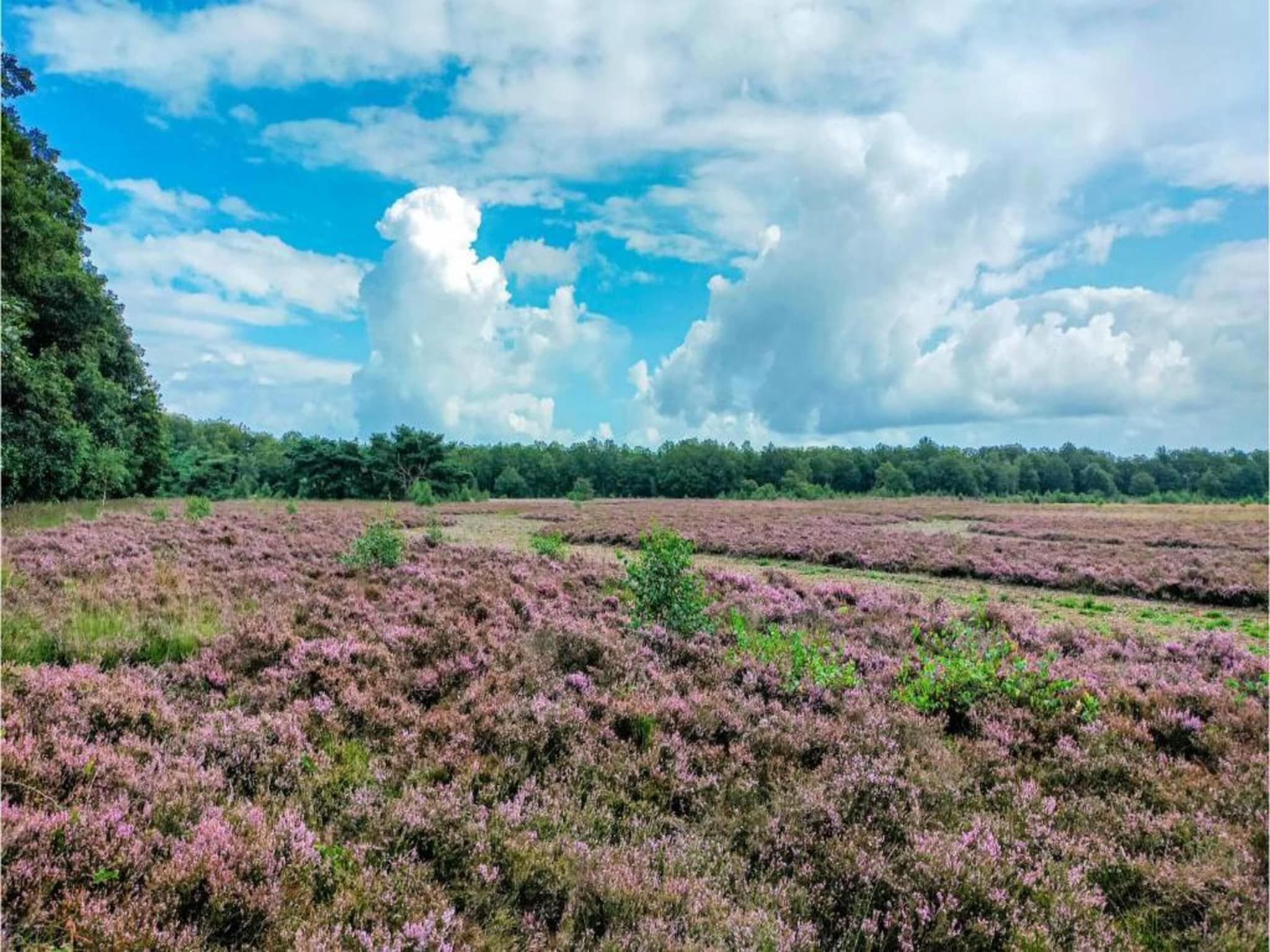 Bospark Lunsbergen 7 in Borger - Foto 23 van 36