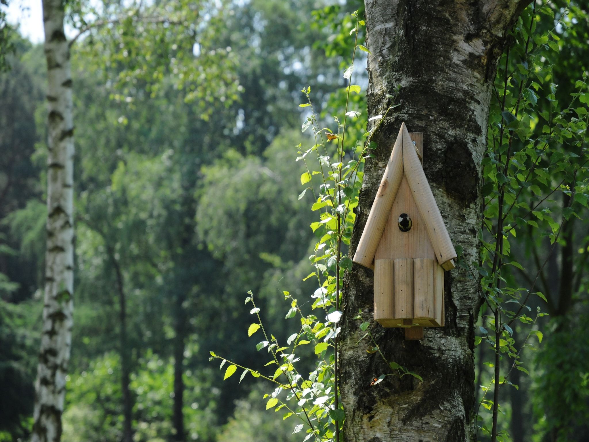 Sfeerbeeld van Wildeman in Heeten