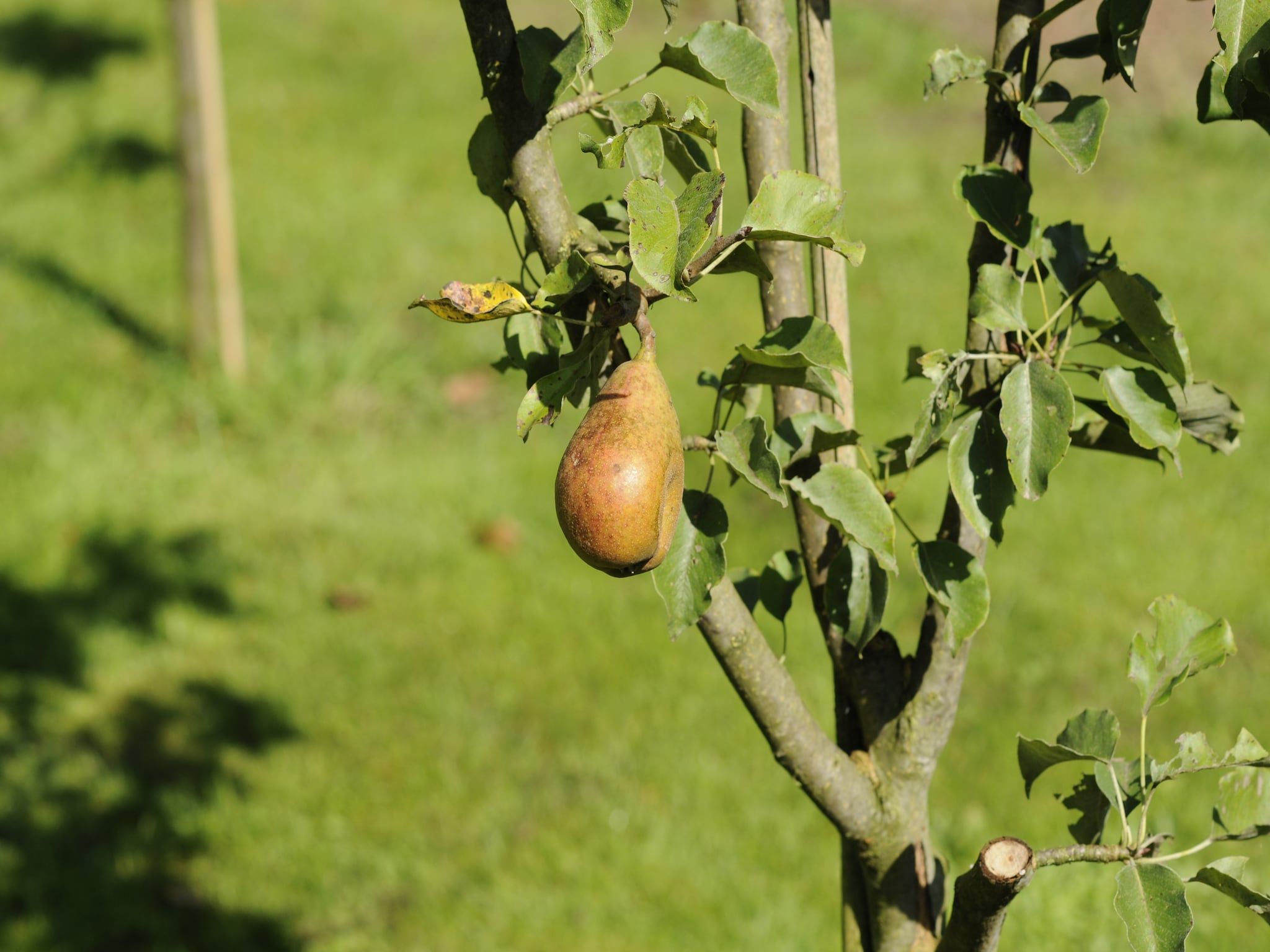 De tuin van Wildeman in Heeten