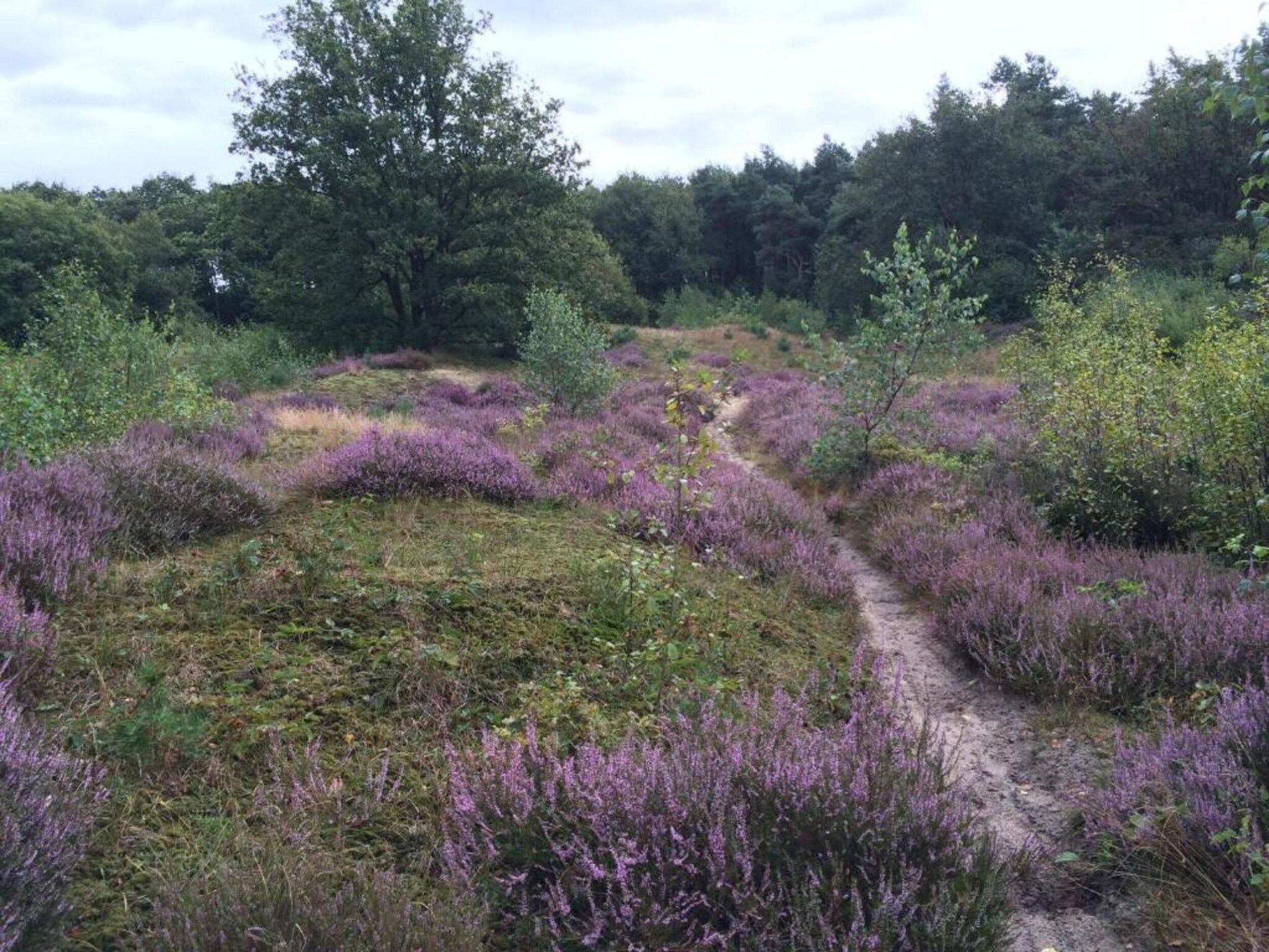 Vakantiepark Klein Vink 14 in Arcen - Foto 30 van 40