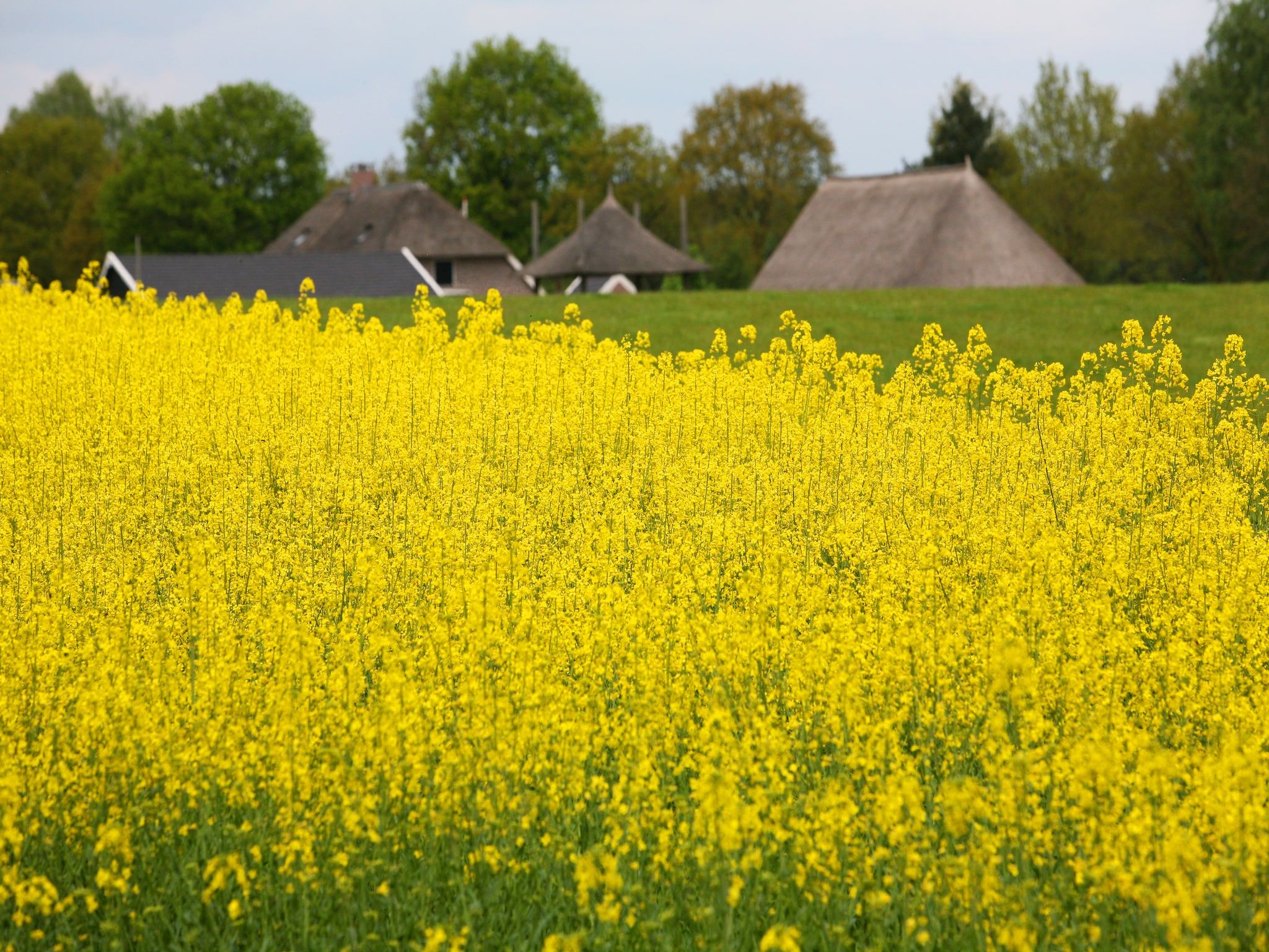 Boshuis in Dalfsen - Foto 36 van 36