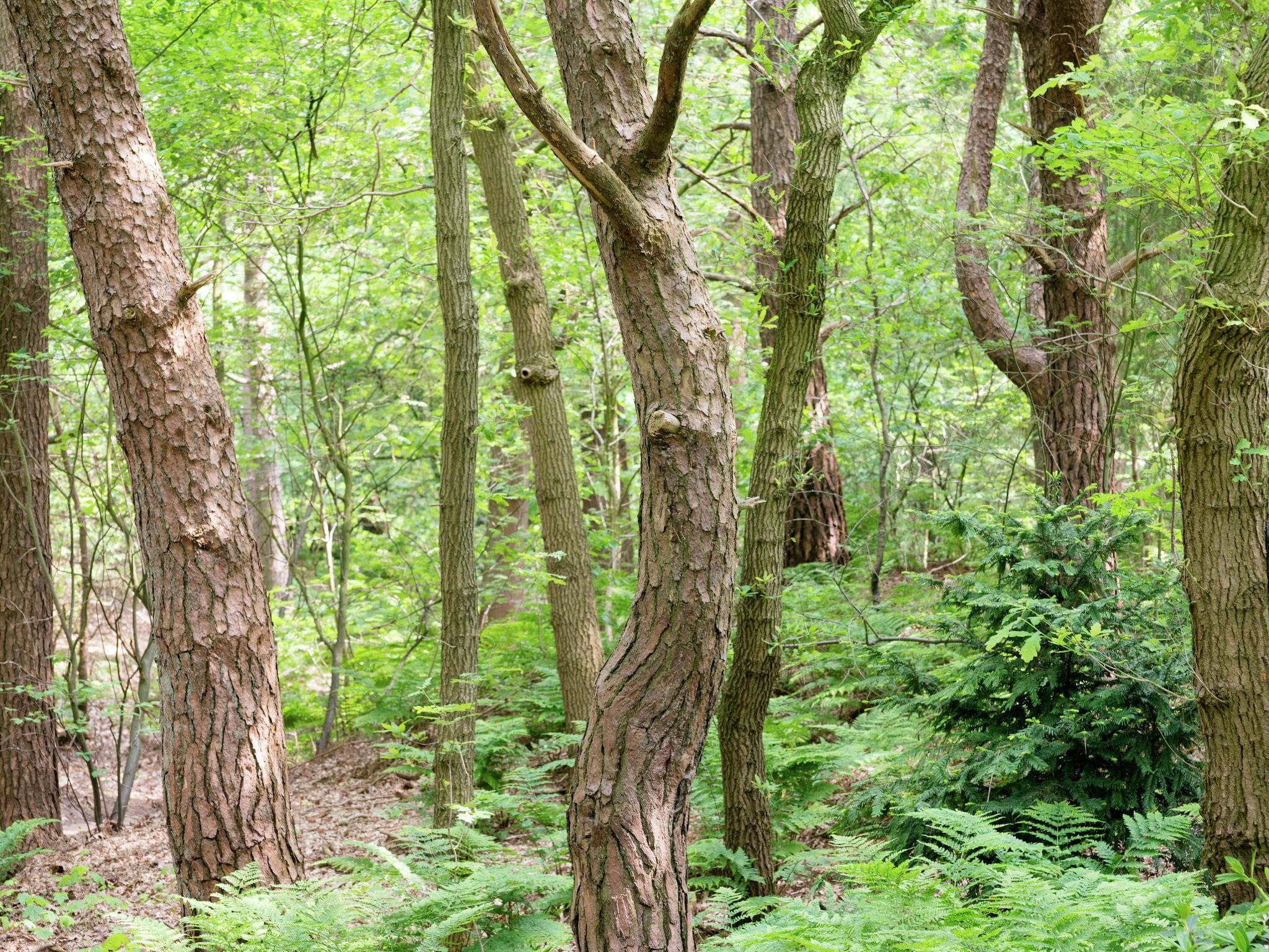 De omgeving van Boshuis in Dalfsen