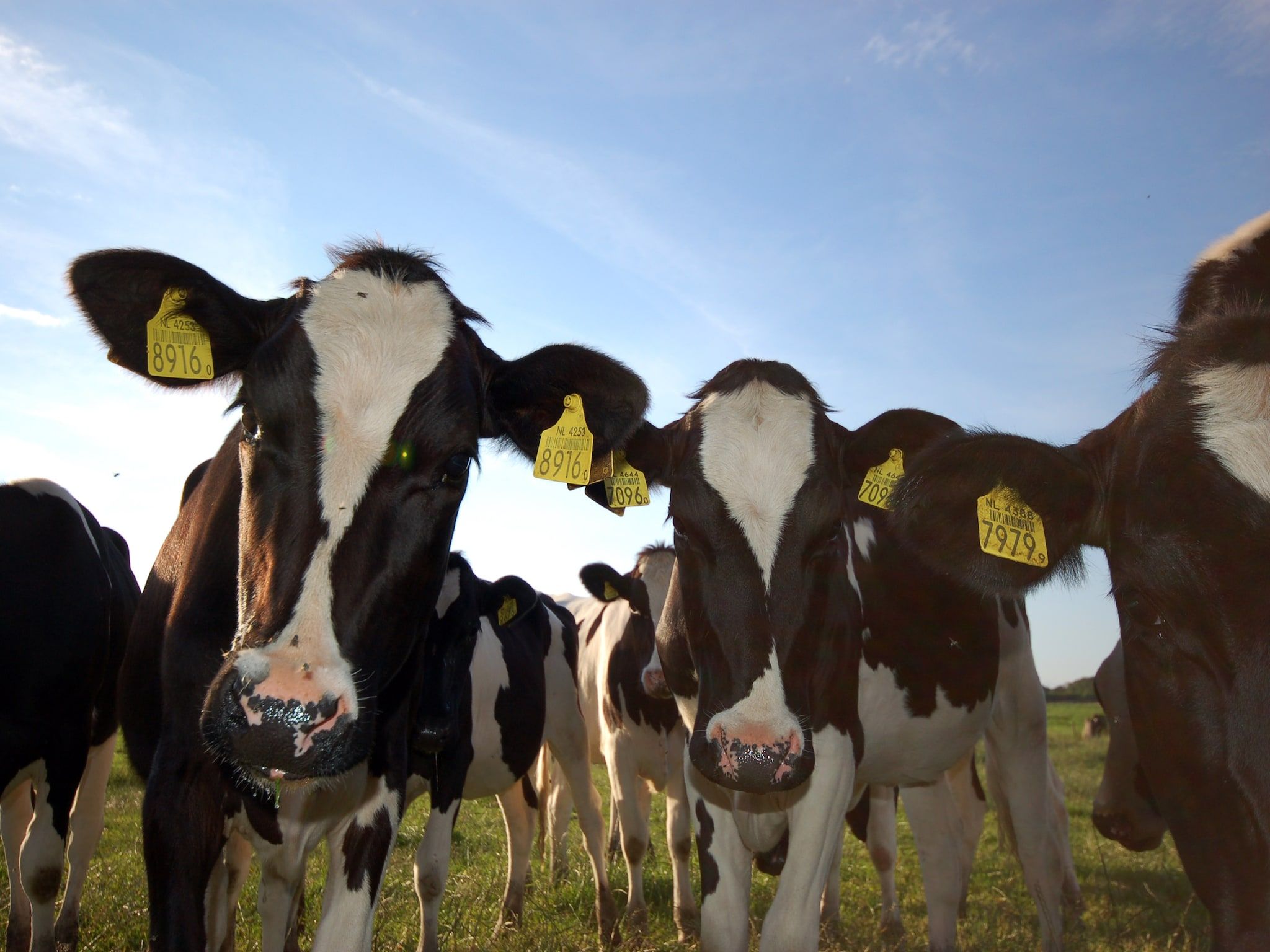 Recreatiepark Wiringherlant - Villa 14 in Hippolytushoef - Foto 30 van 40