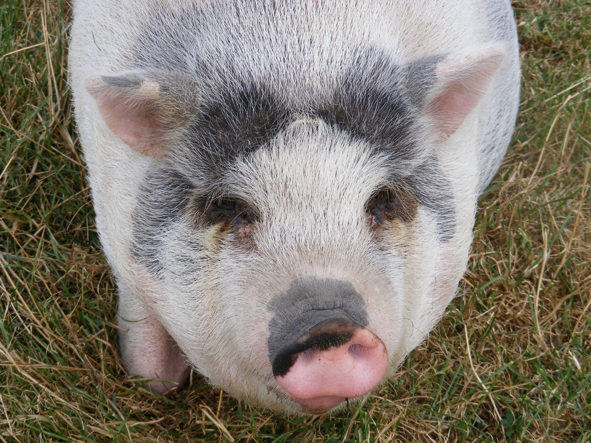 Recreatiepark Wiringherlant - Villa 14 in Hippolytushoef - Foto 29 van 40