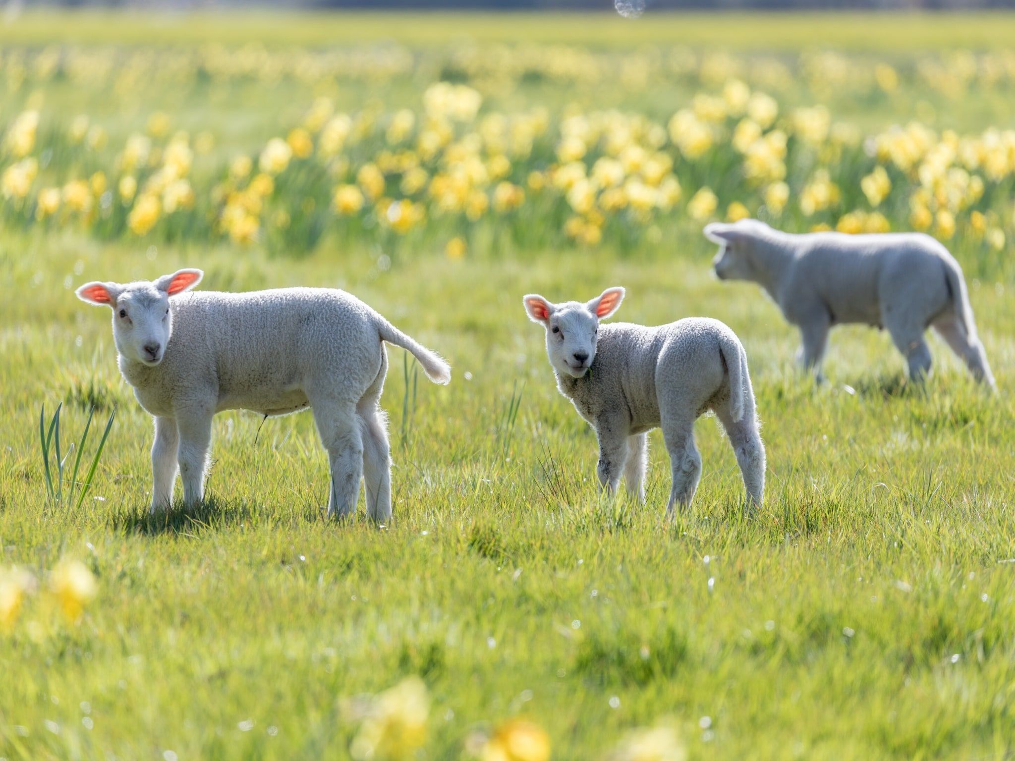 De omgeving van Vakantiepark Hunzedal 5 in Borger